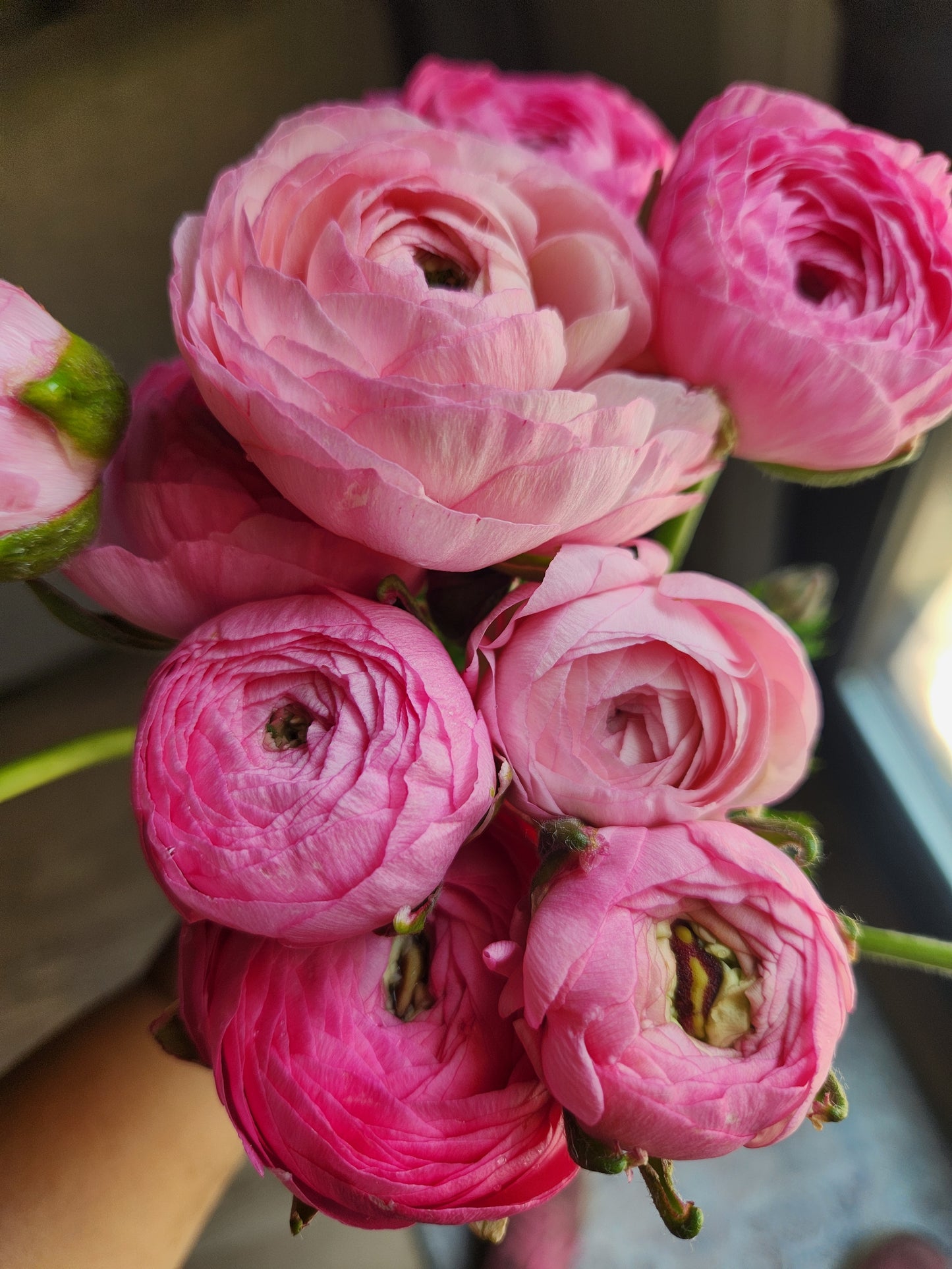 Ranunculus - Amandine medium pink