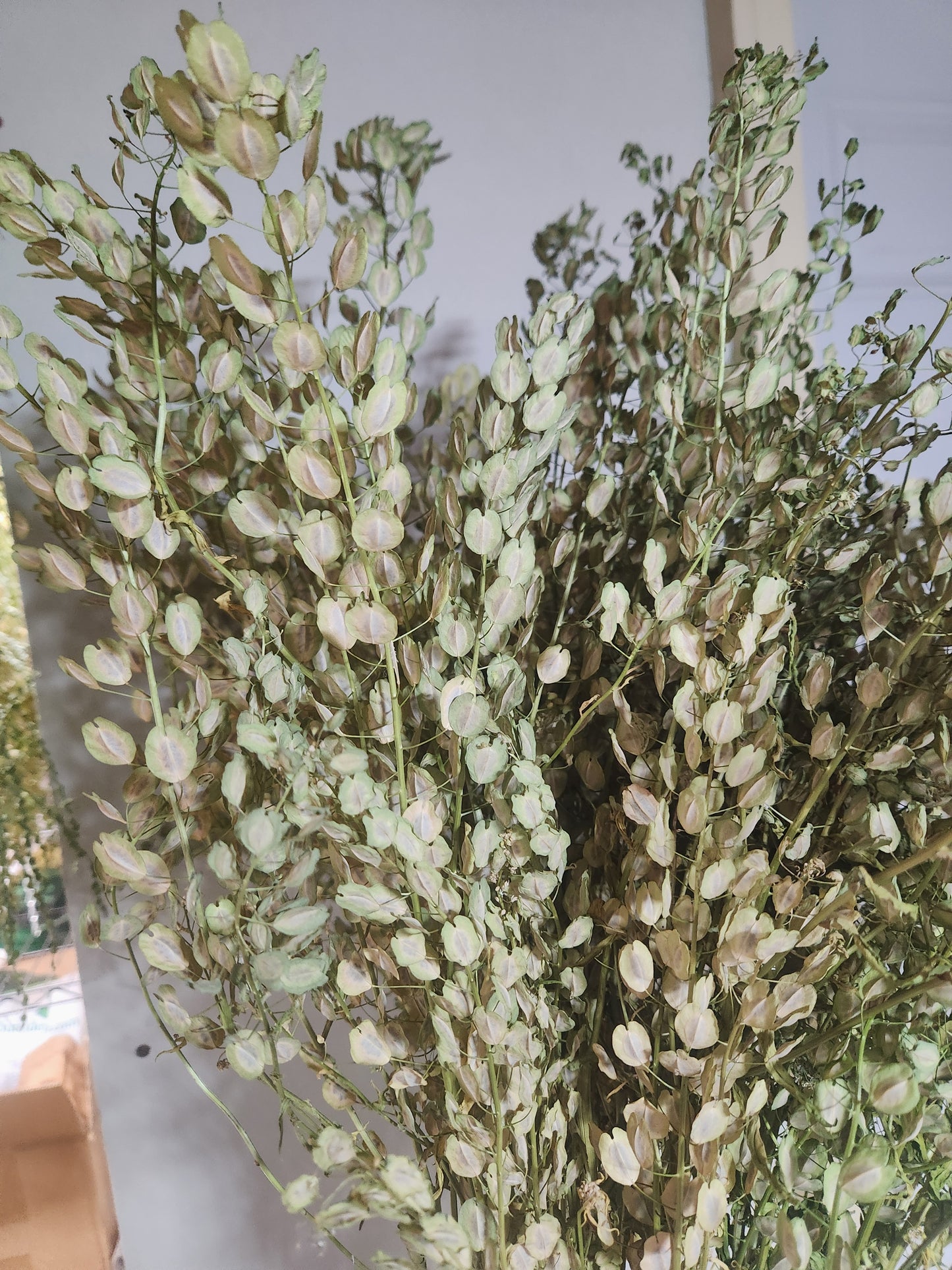pennycress - dried - 10 available