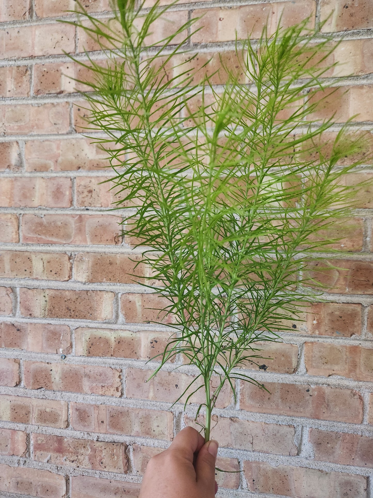 Amsonia foliage - 4 available