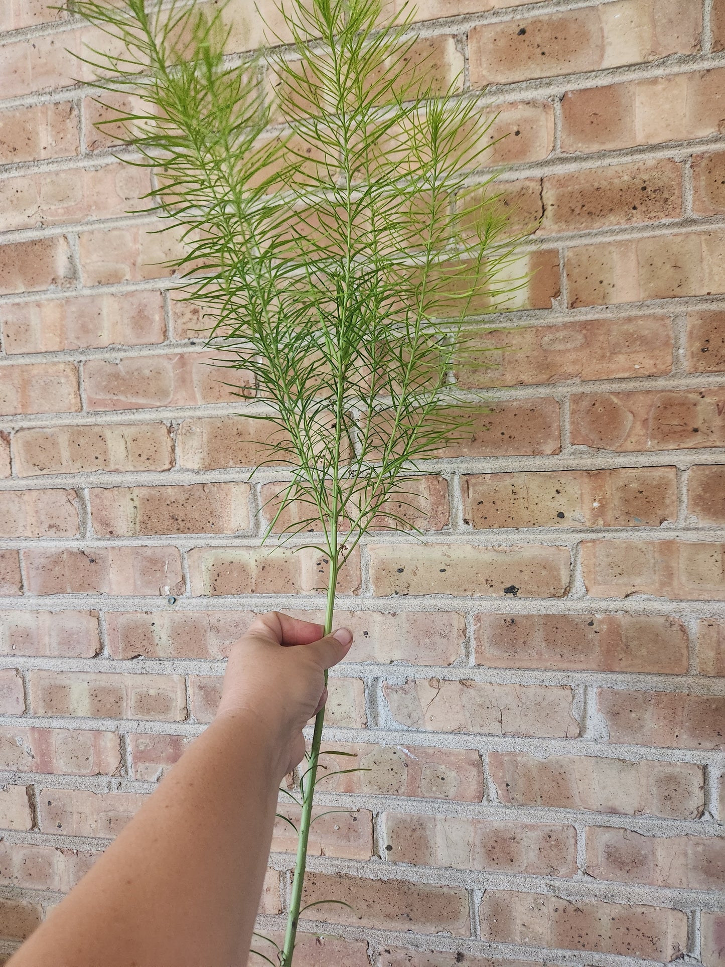 Amsonia foliage - 4 available