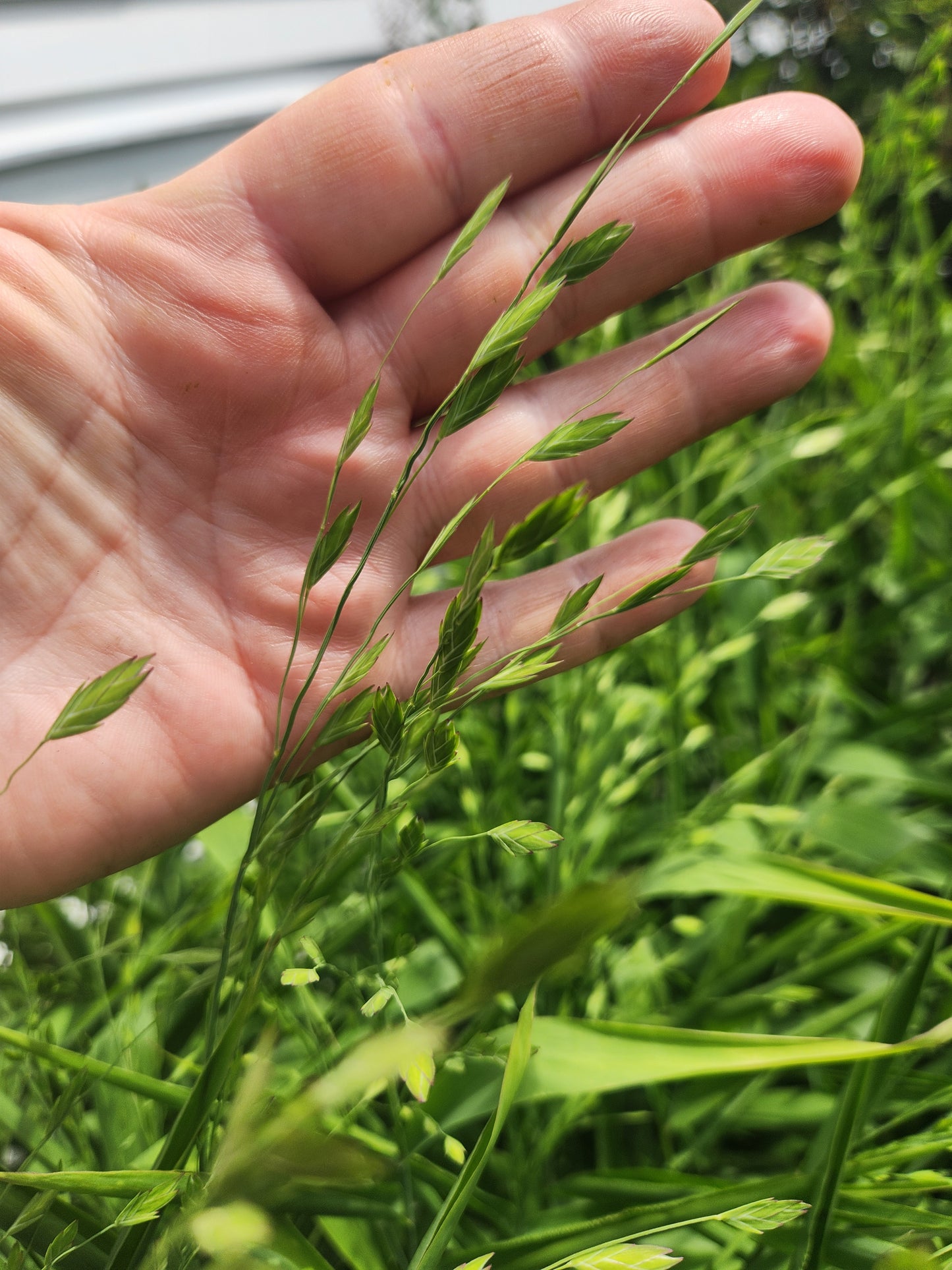 Sea Oats - green - 3 available