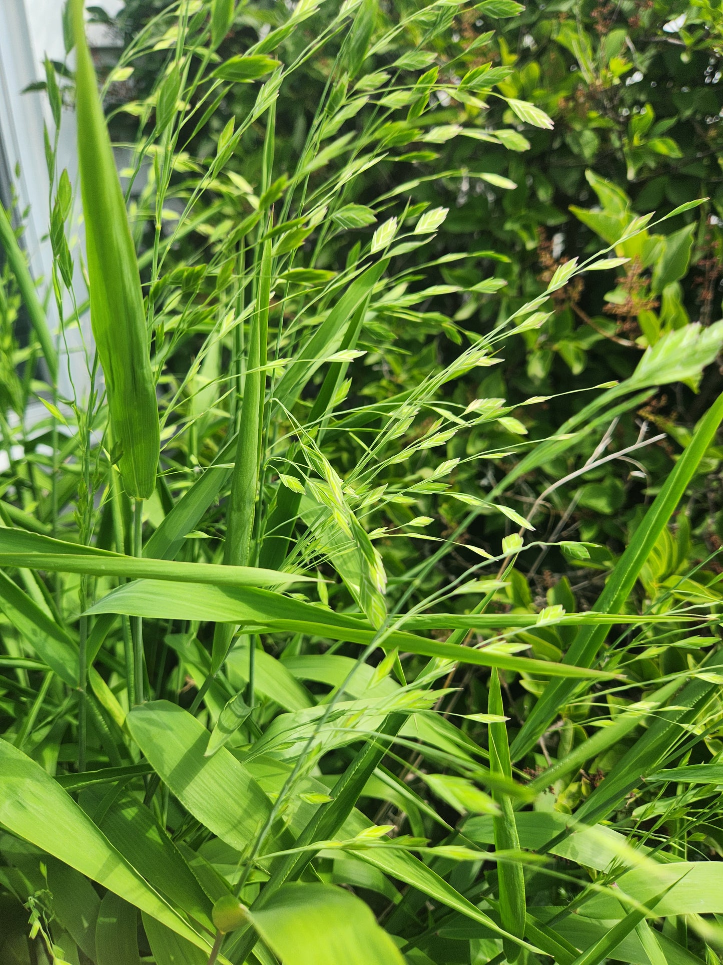 Sea Oats - green - 3 available