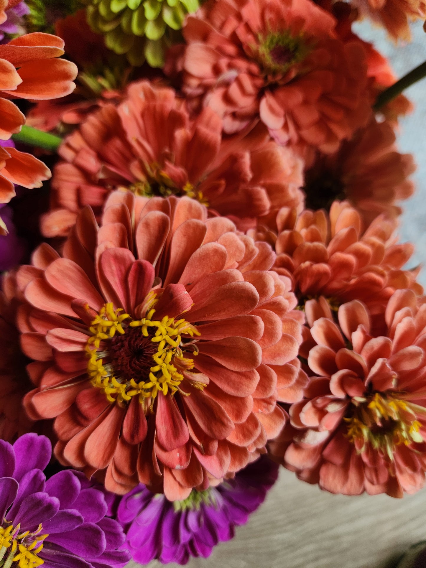 Zinnia - Benary salmon - sold out this week