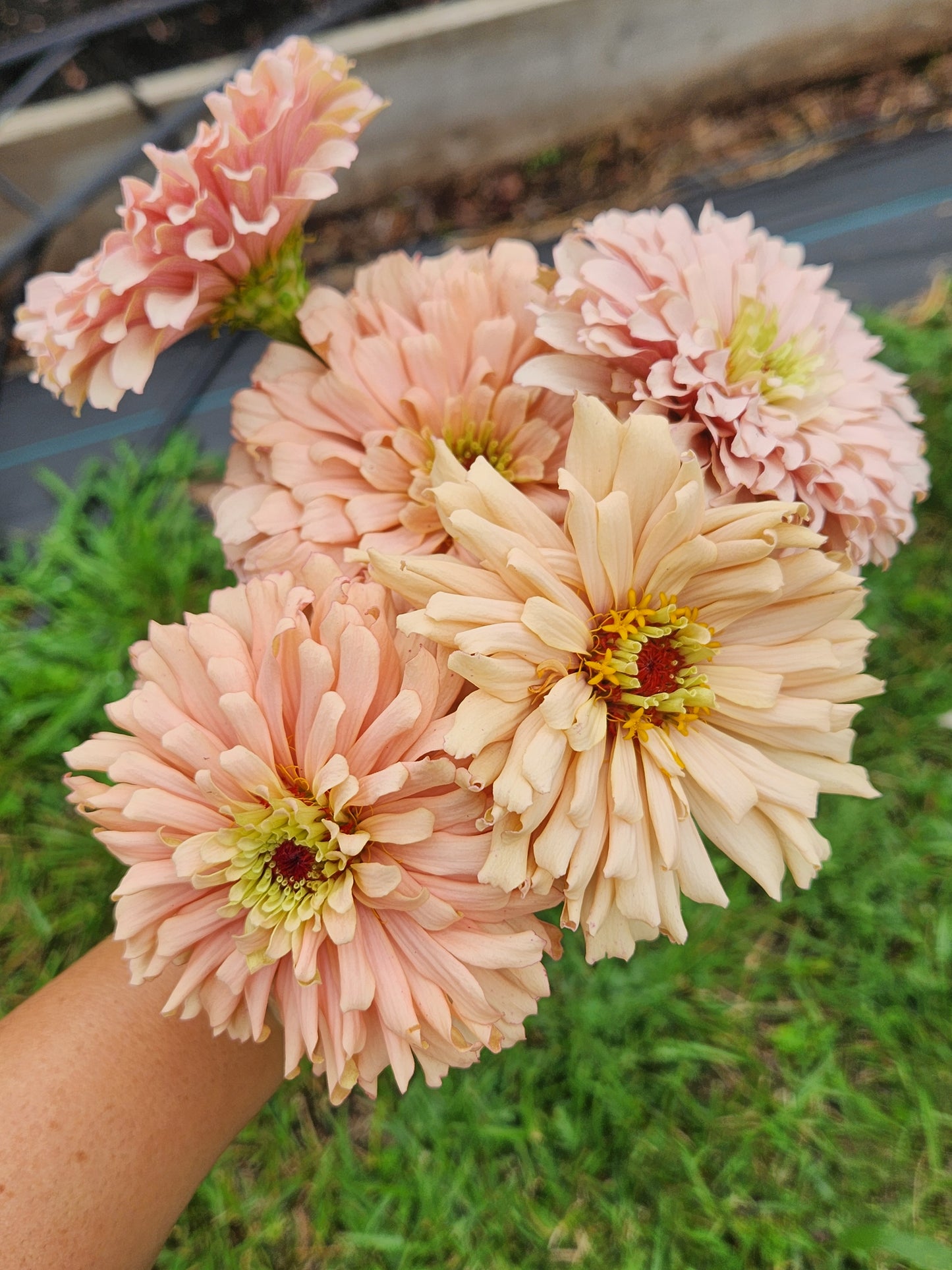 Zinnia - Ballerina Blush - sold out this week