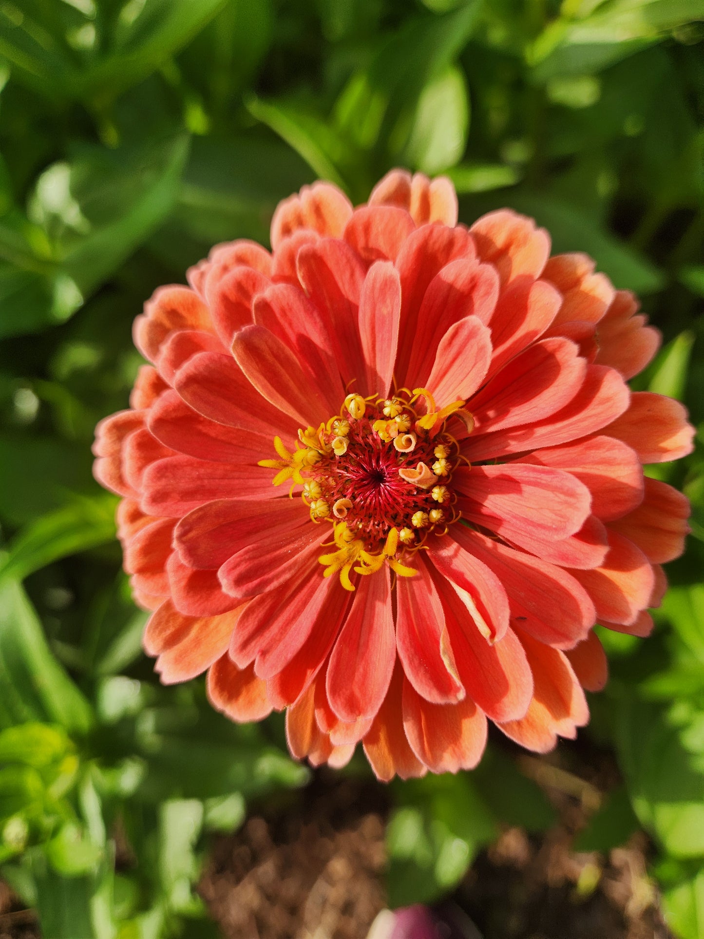 Zinnia - Benary salmon - sold out this week