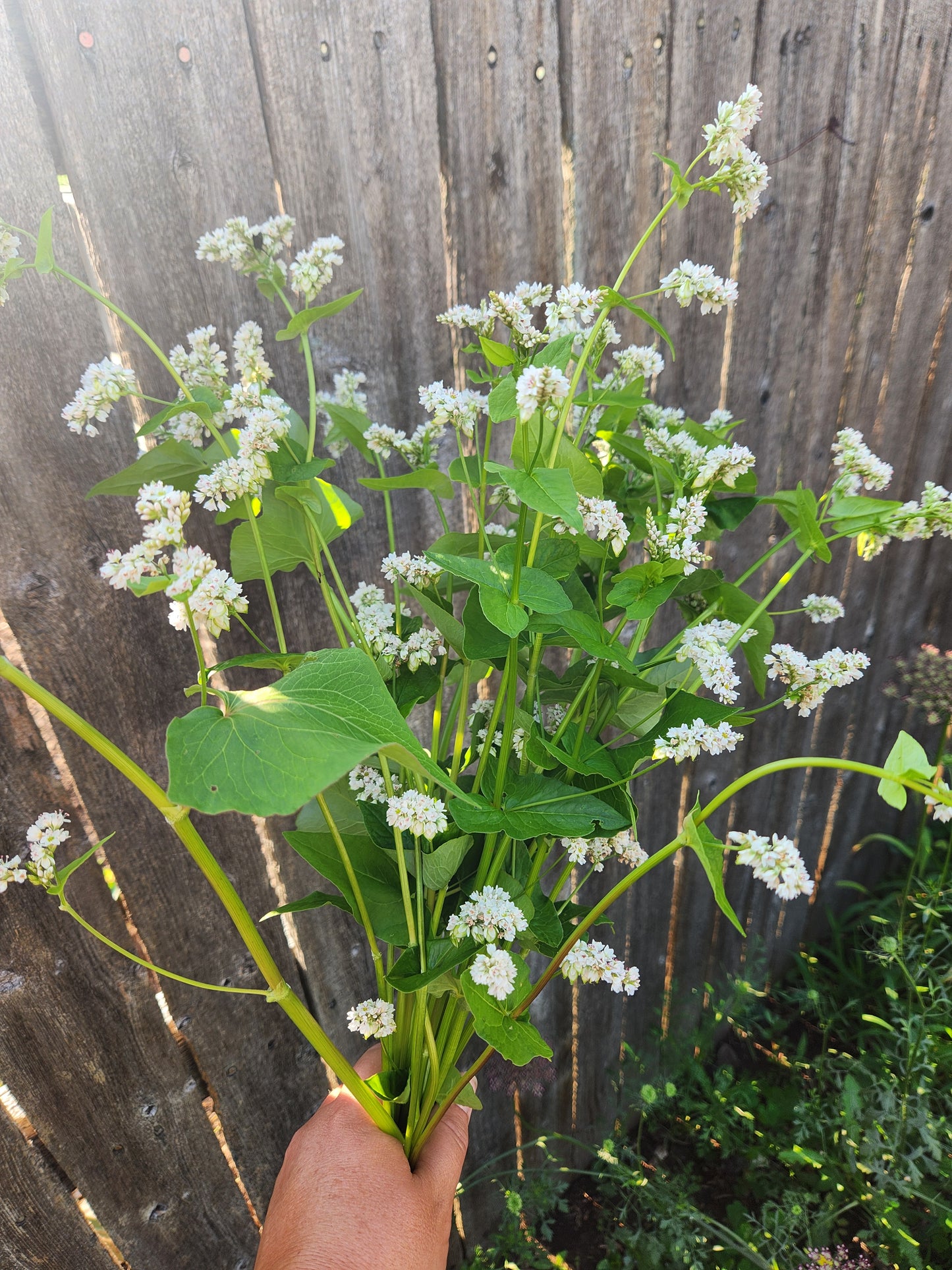 buckwheat blooms - 20 available