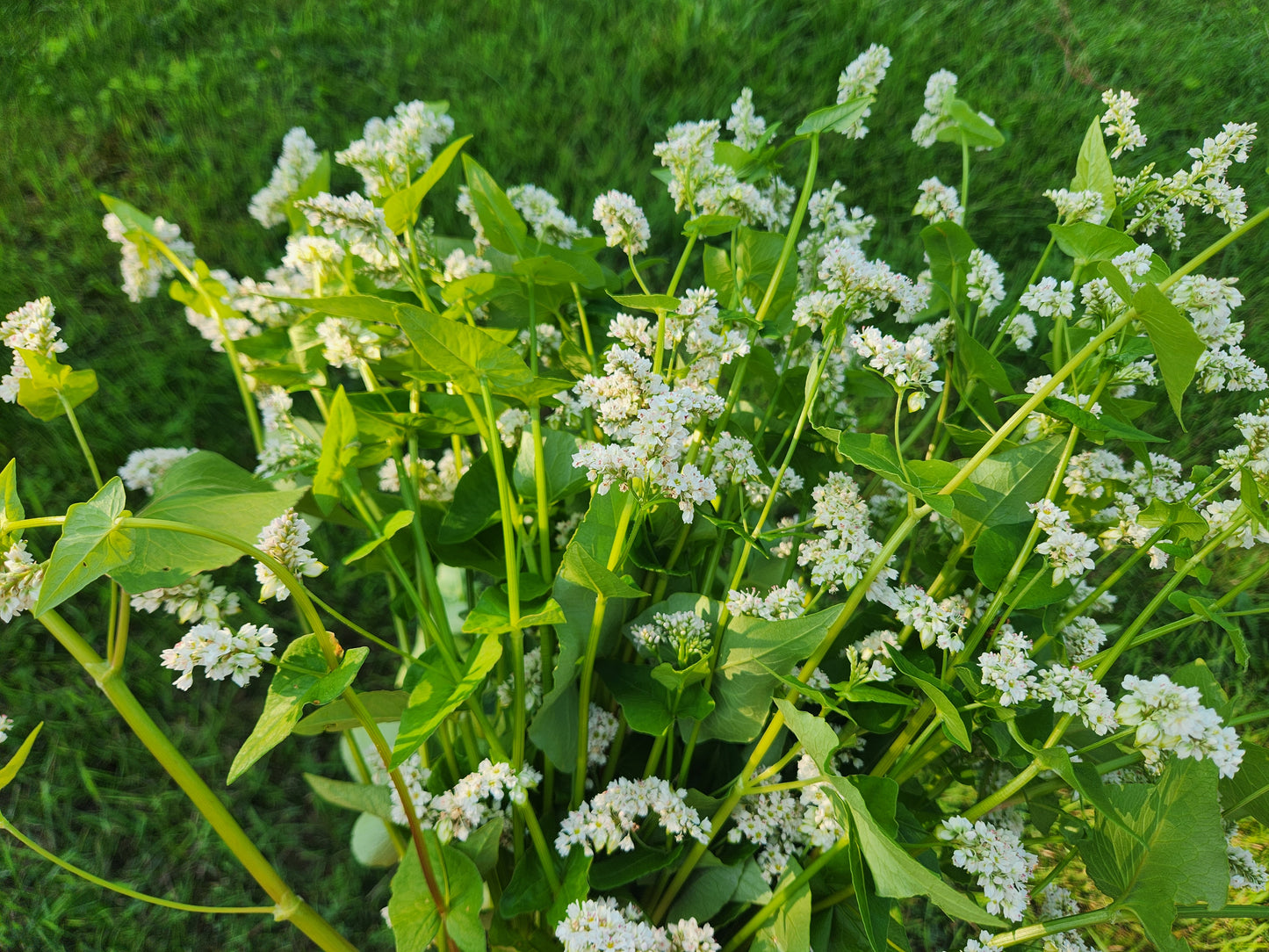 buckwheat blooms - 20 available