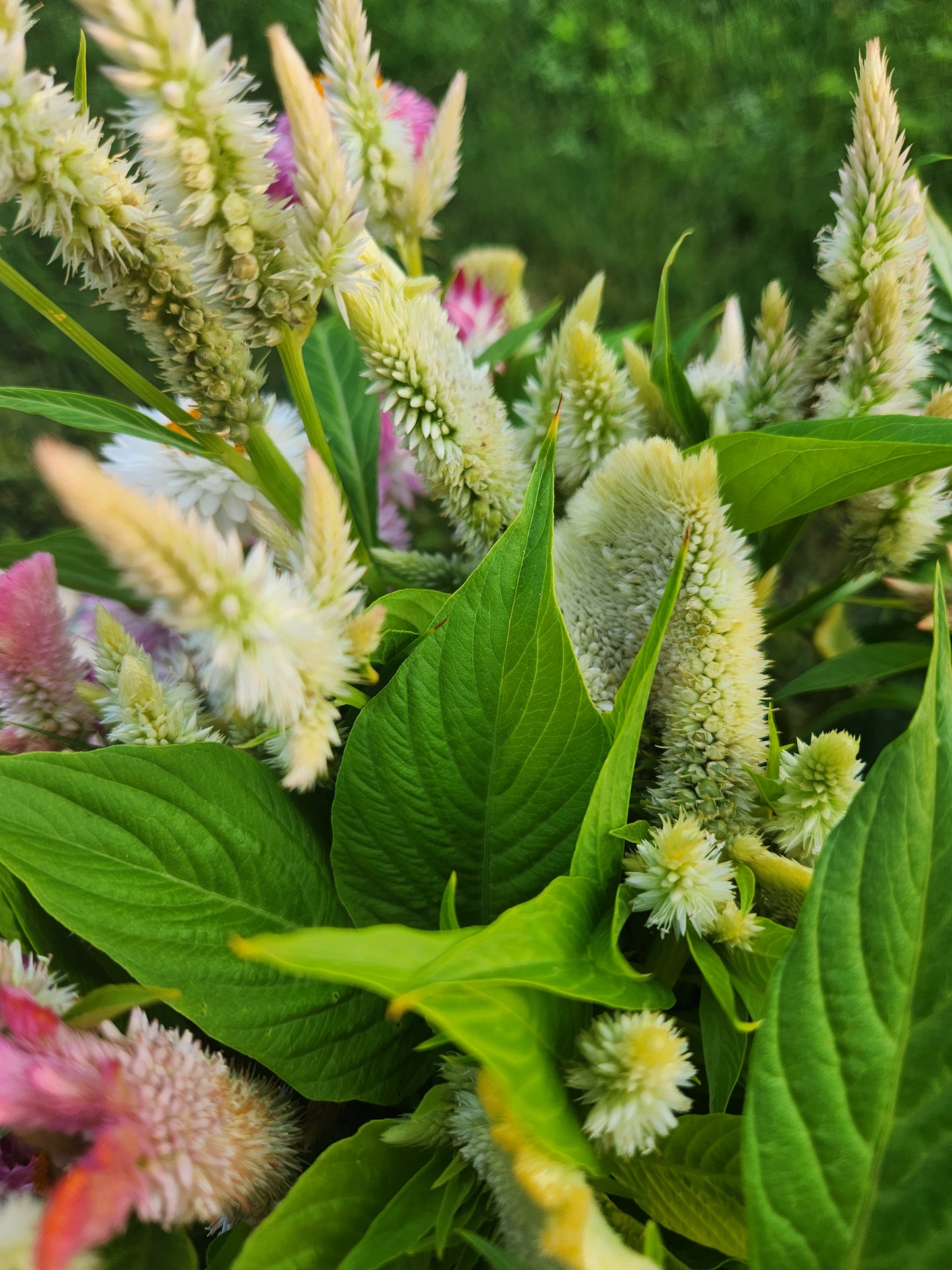 celosia - grower's mix parchment - 6 available
