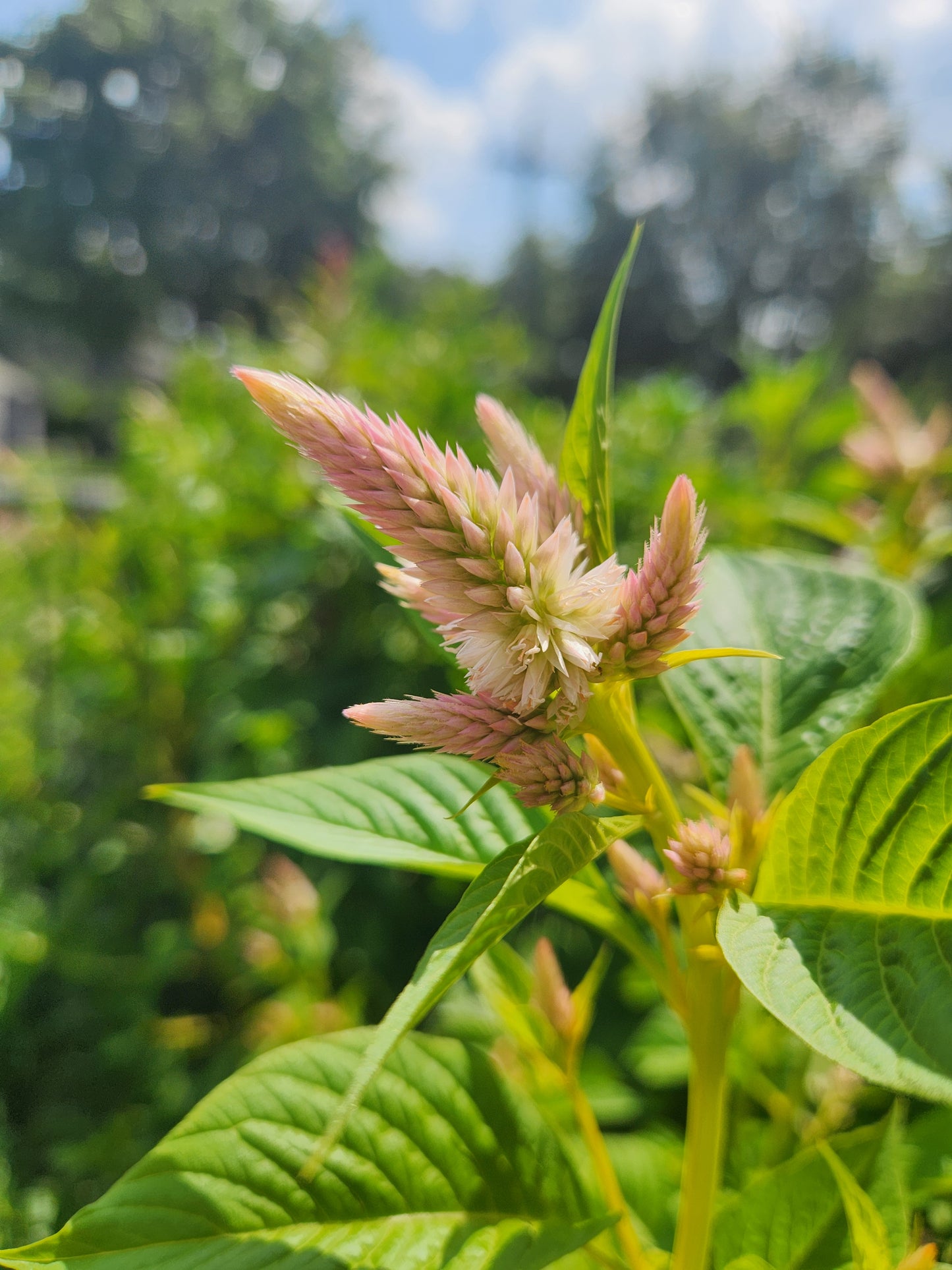 celosia - rose gold mix - 5 available