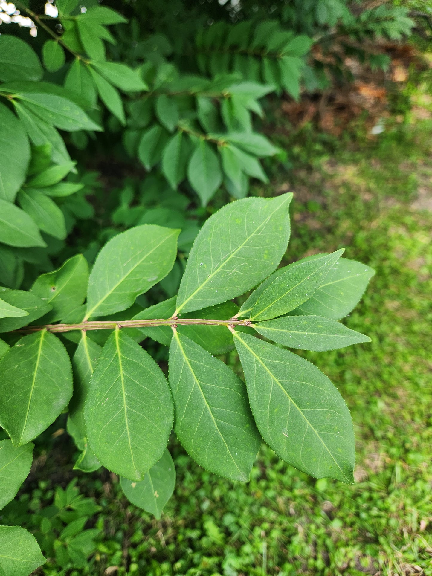 burning bush foliage - green - 3 available