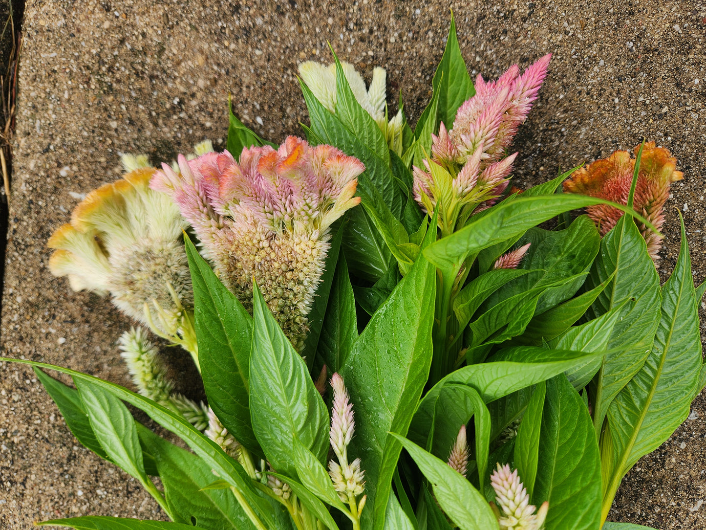 celosia - grower's mix light sherbet - 6 available