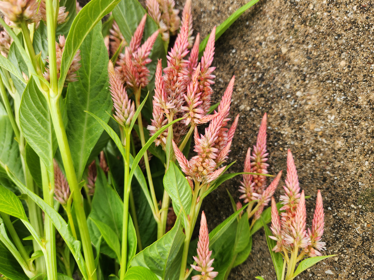 celosia - rose gold mix - 5 available