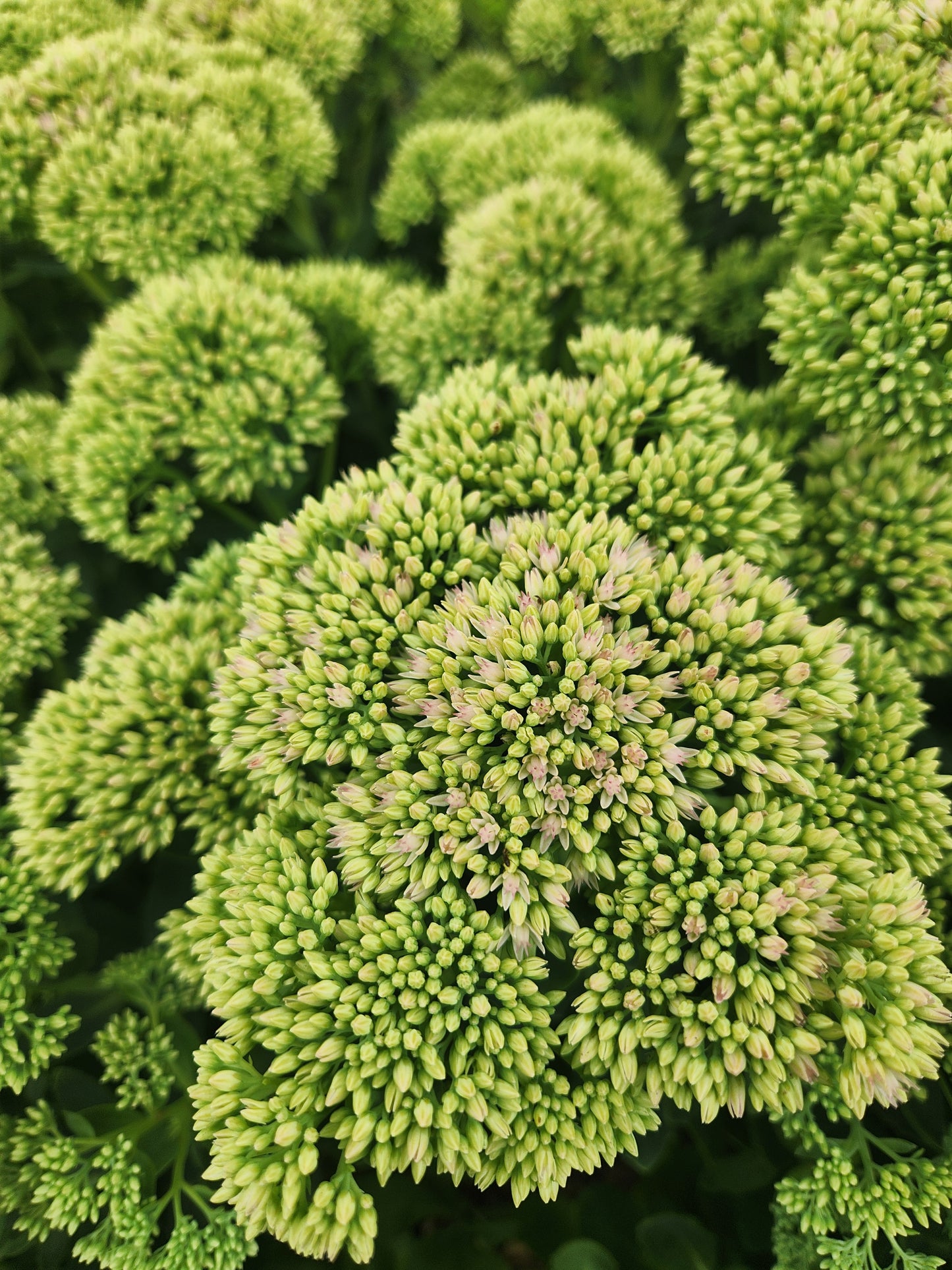 Sedum - turning to mauve - 10 available