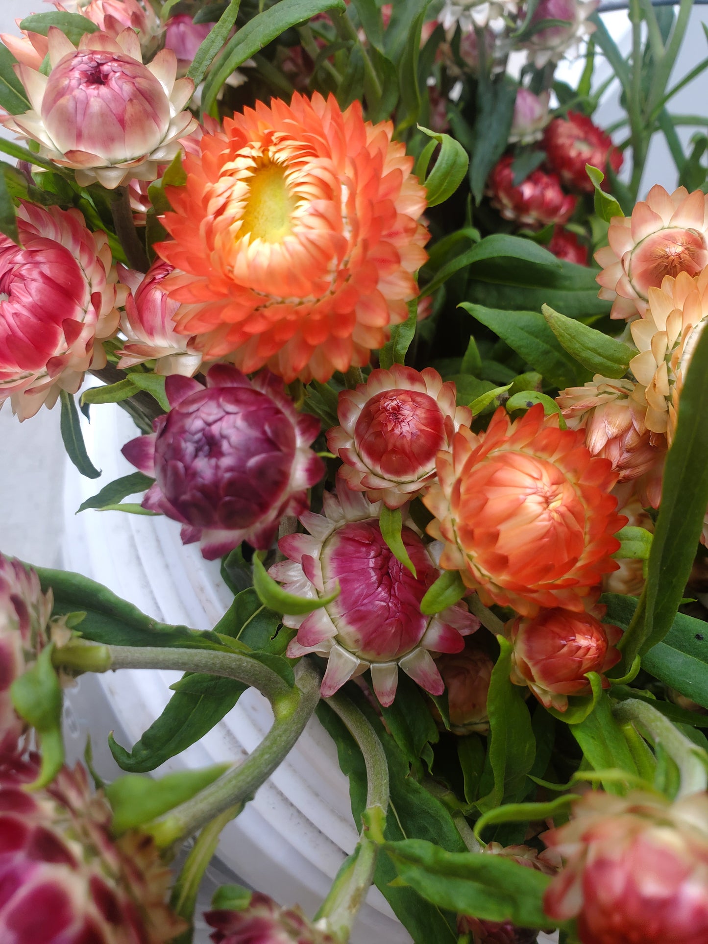 Strawflower - mix - sold out this week