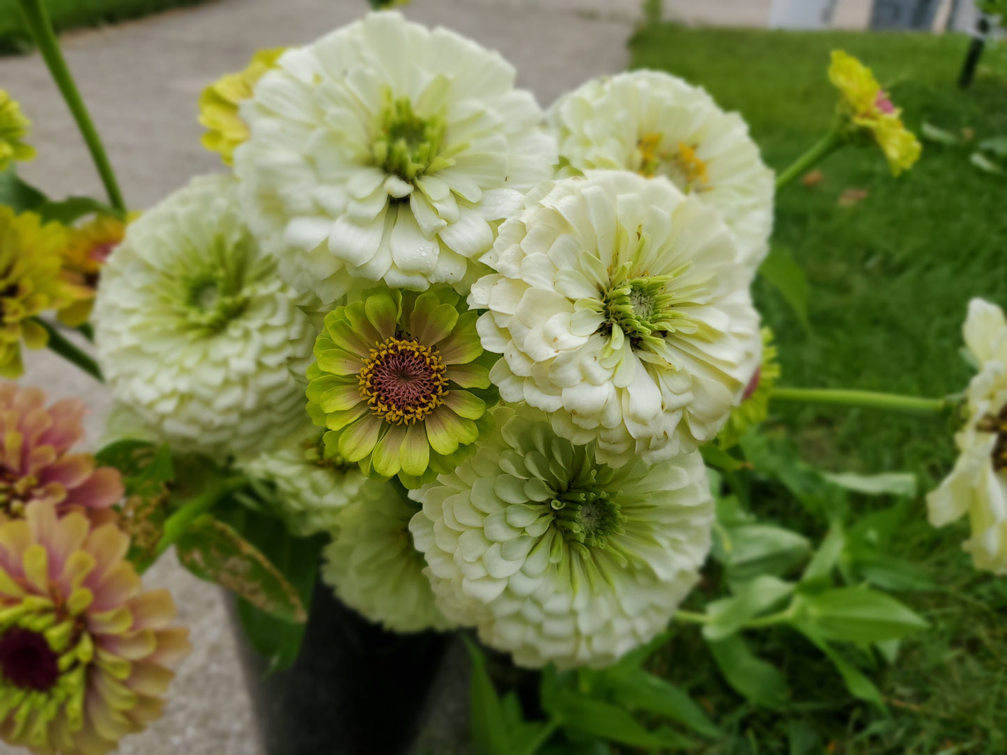 Zinnia - Benary white - sold out this week