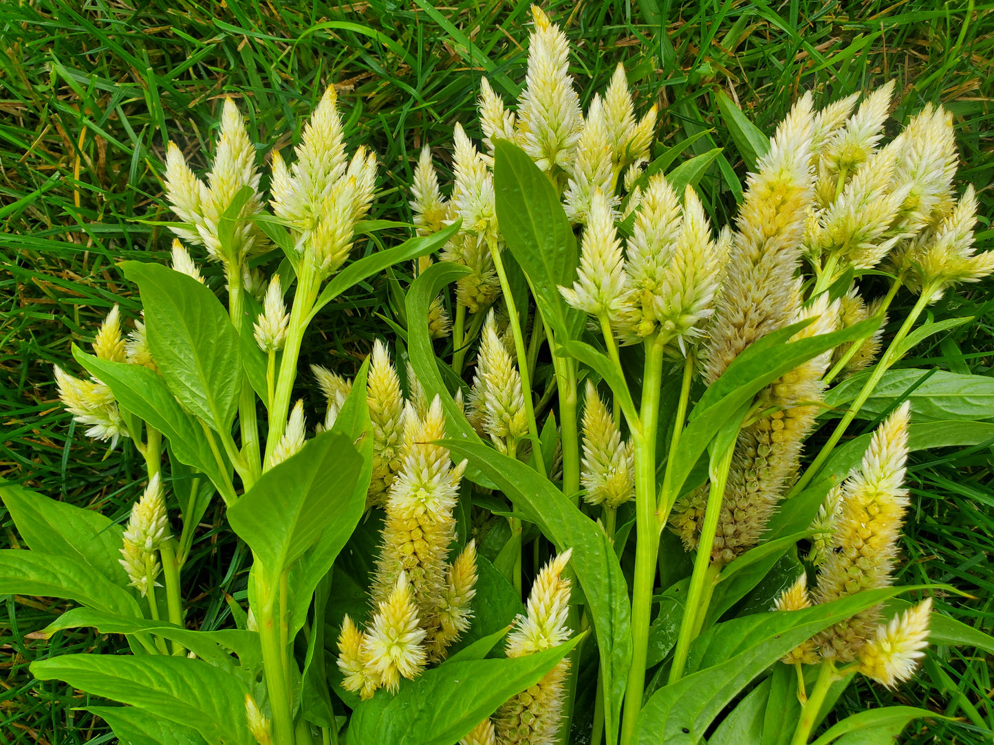 celosia - grower's mix parchment - 6 available