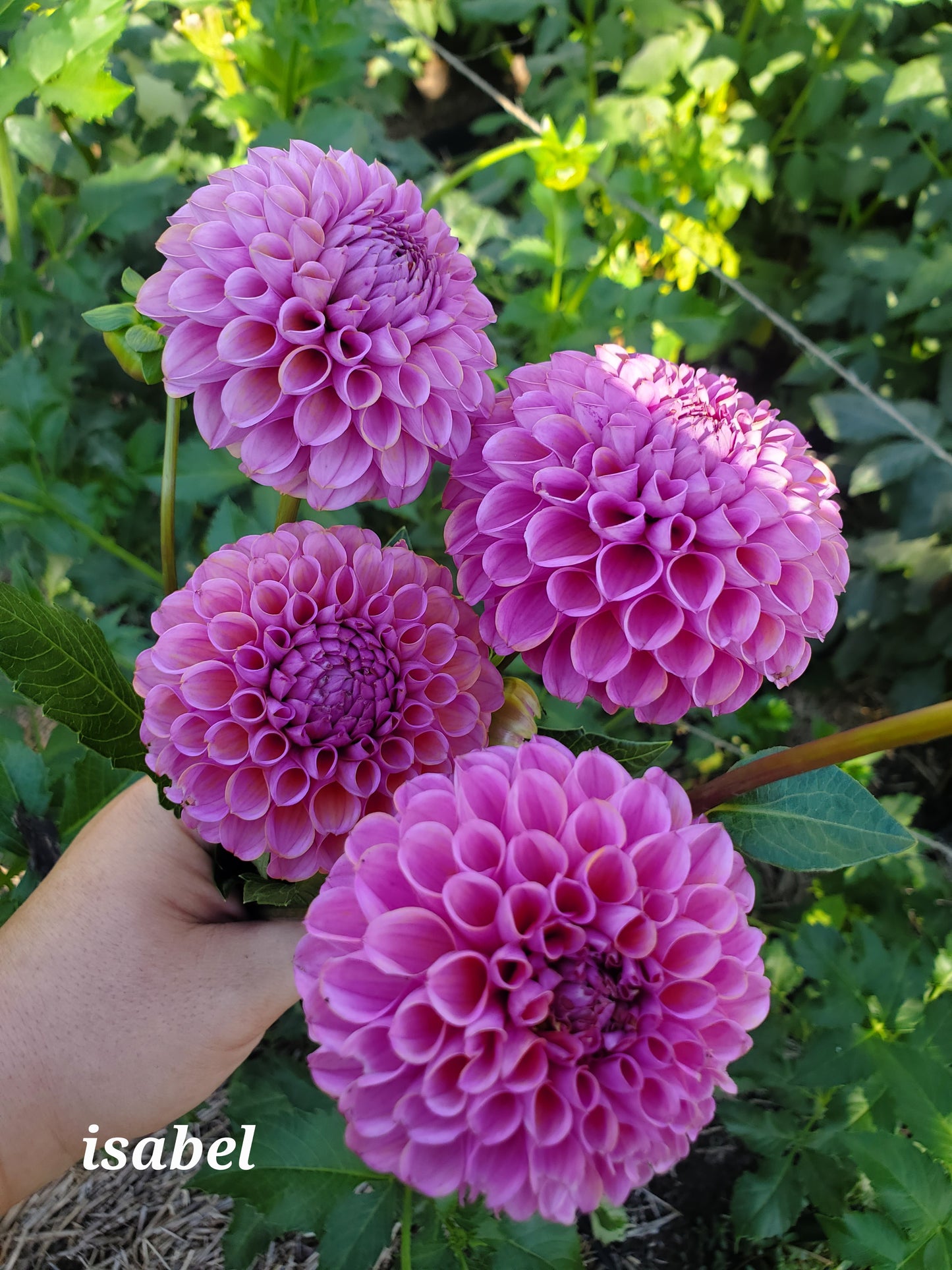 dahlia - purple growers mix - 3 available