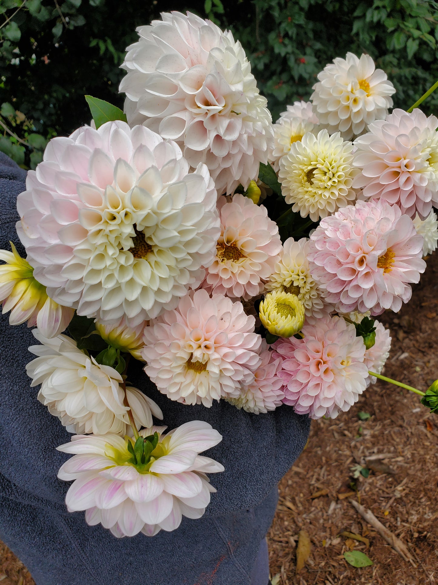 dahlia - blush growers mix - 2 available