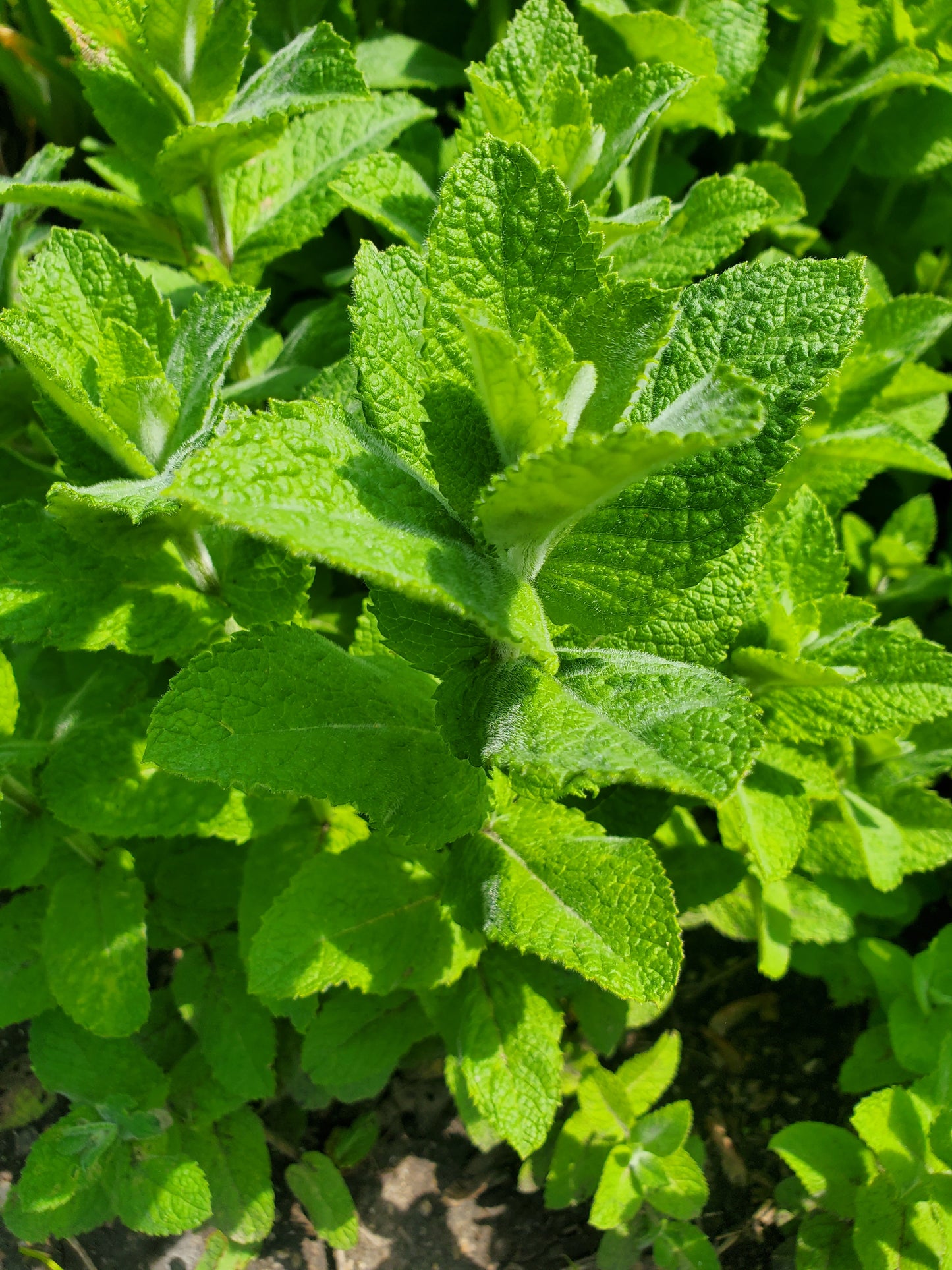 Apple Mint Foliage -