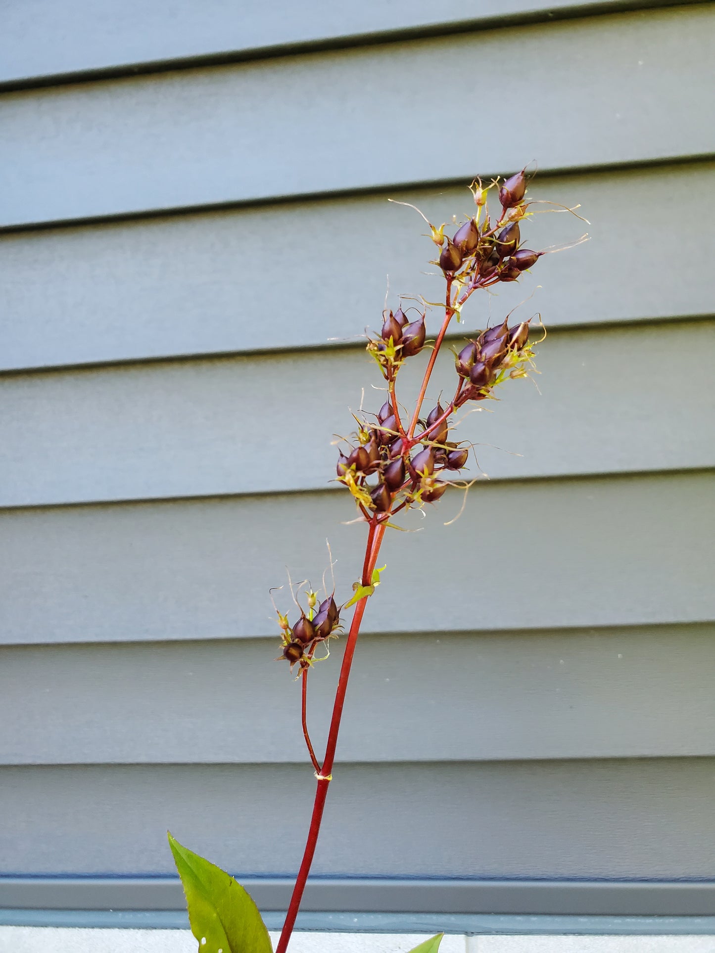 Penstemon pods - burgundy - 5 available