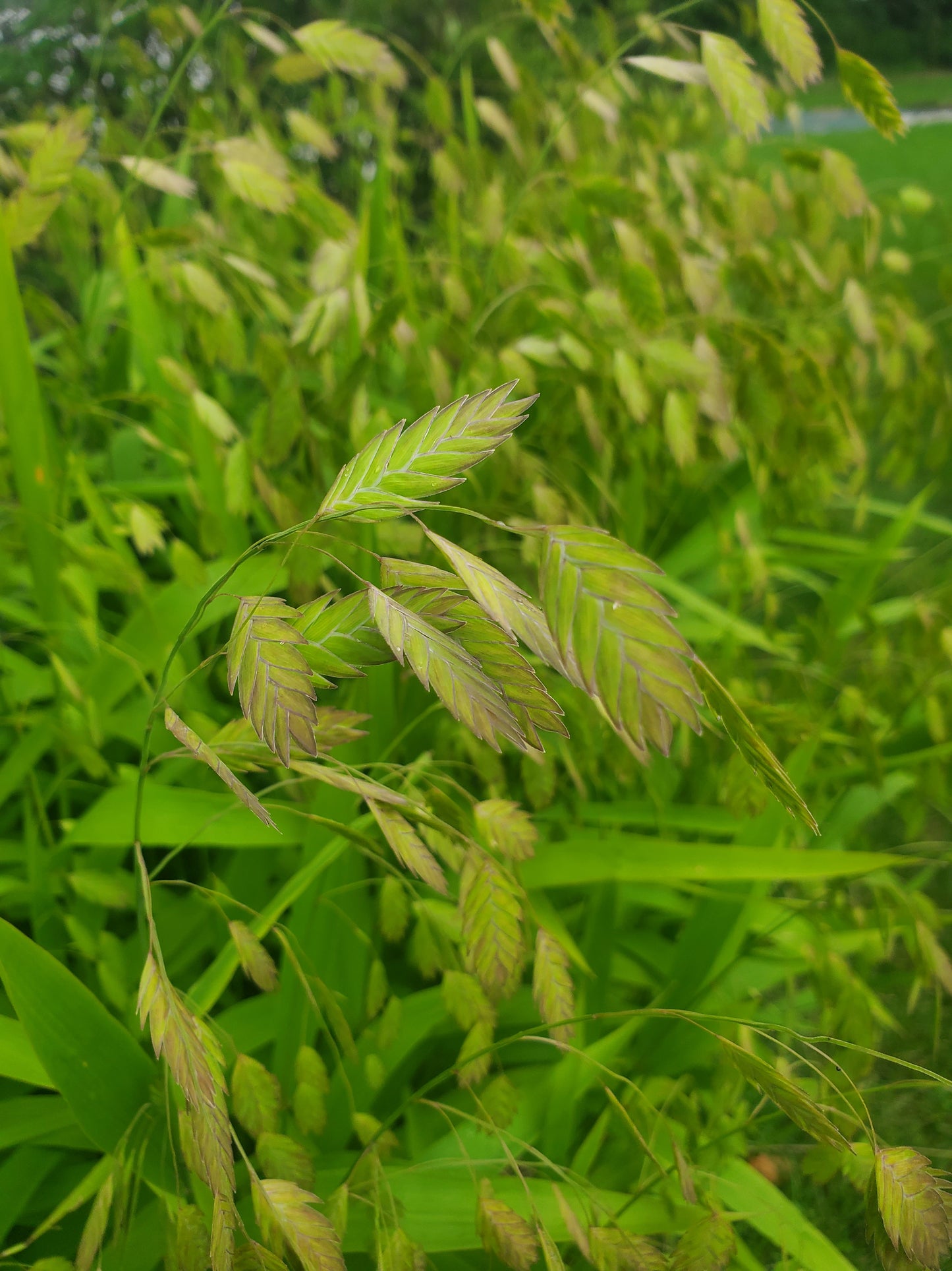 Sea Oats - mature - 15 available
