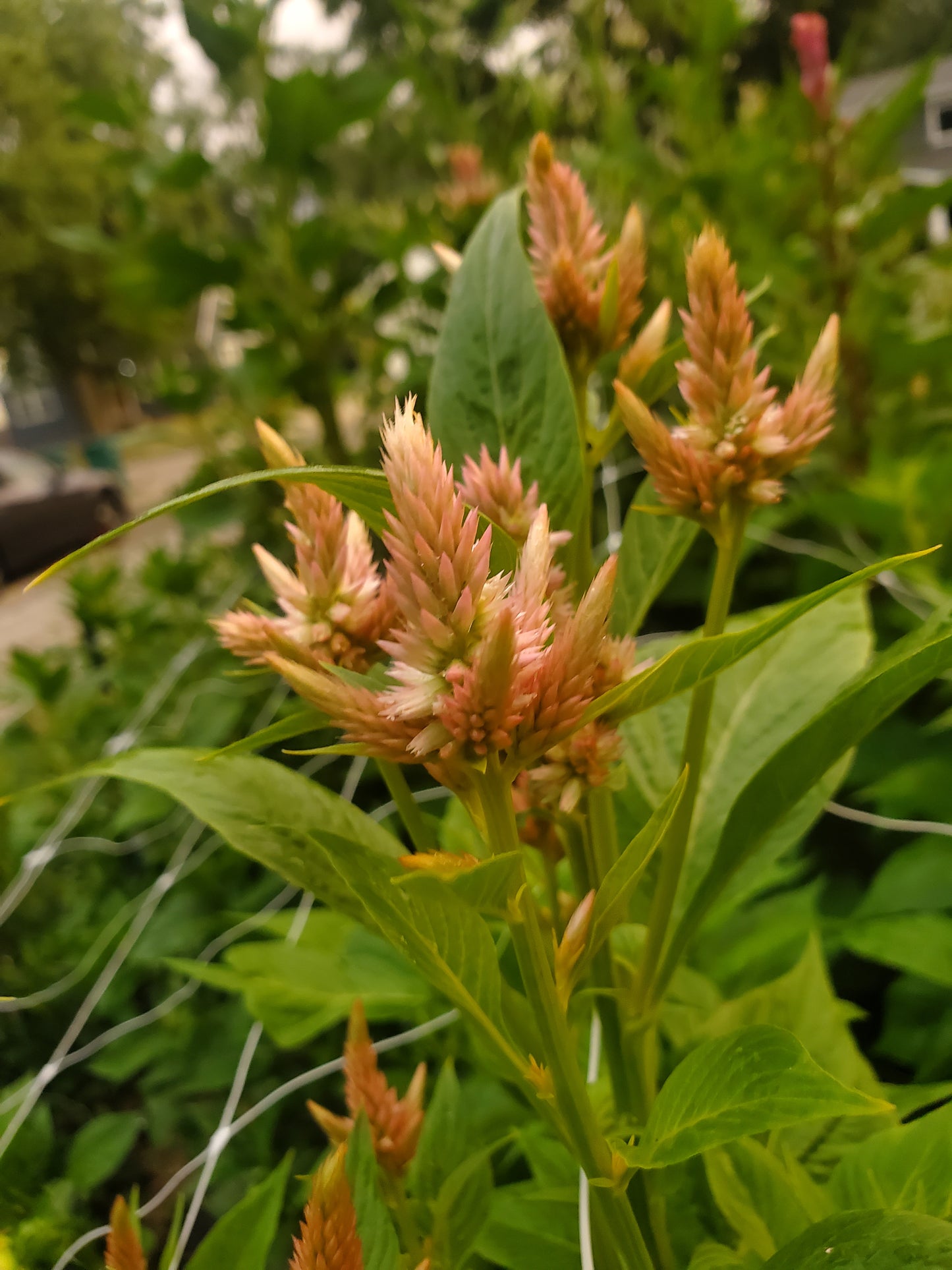 celosia - rose gold mix - 5 available