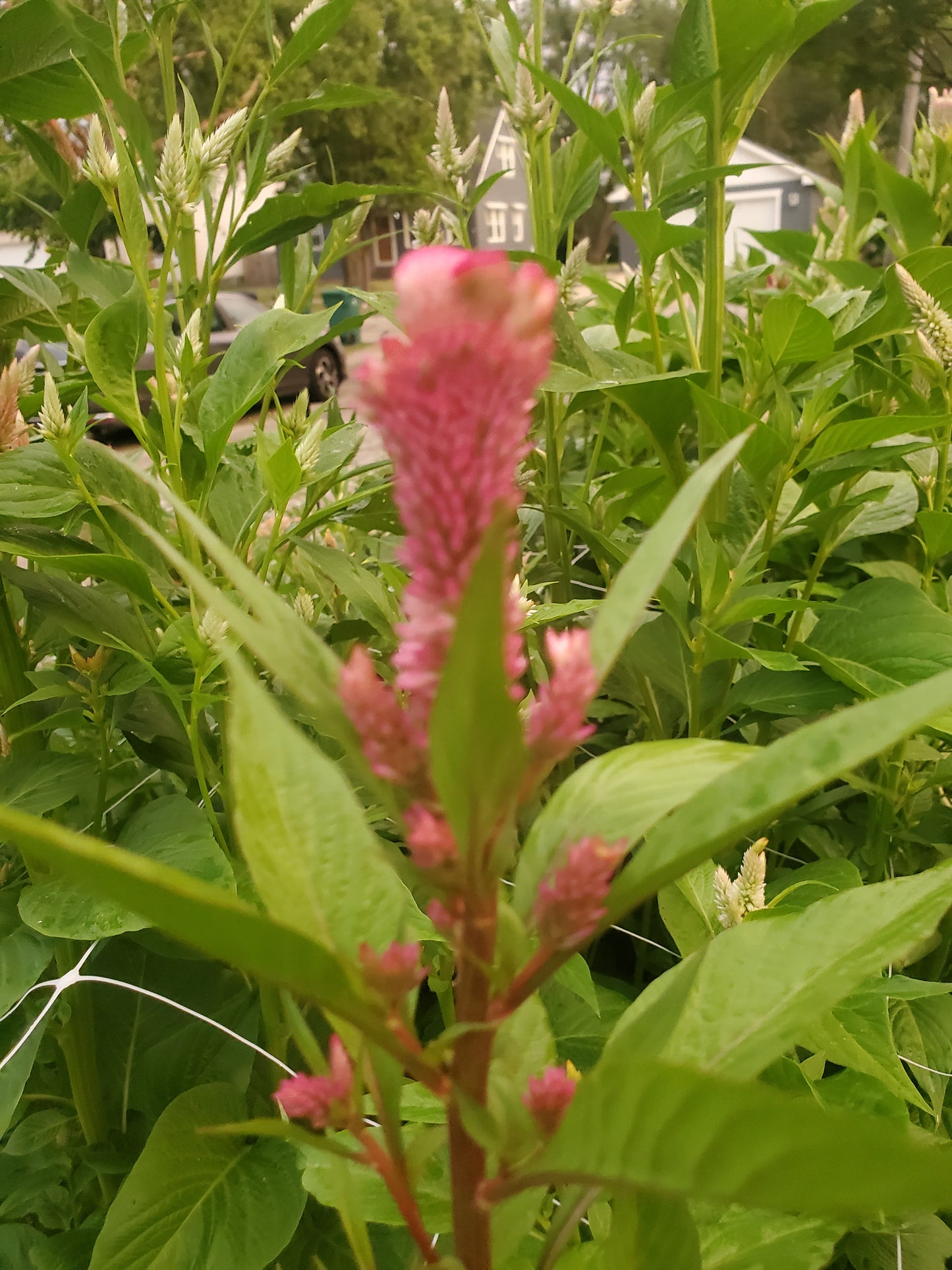 celosia - rose gold mix - 5 available