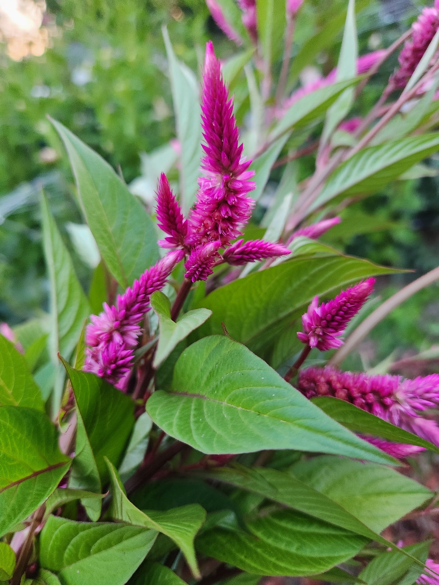 celosia - grower's mix hot pink - 2 available