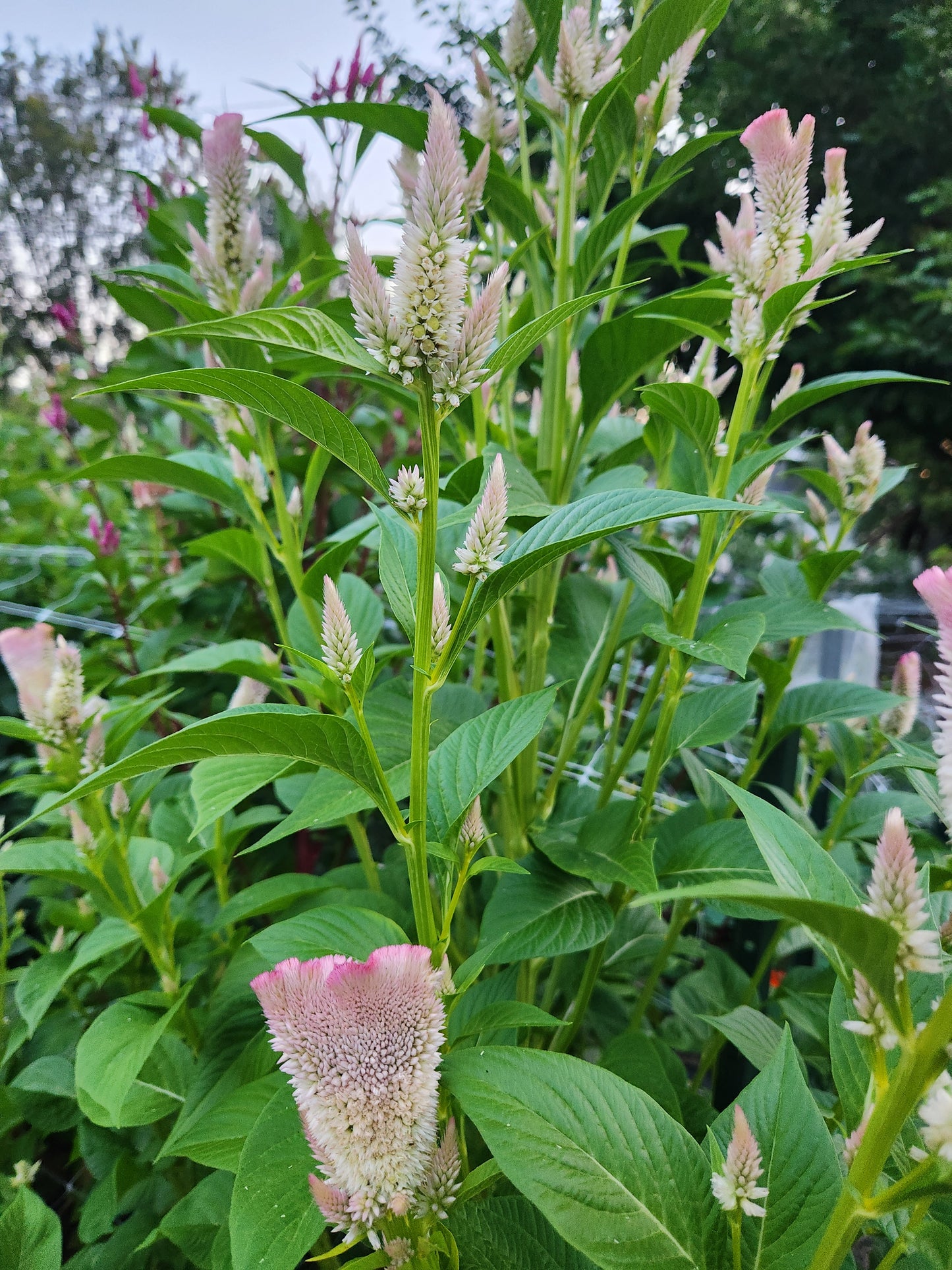 celosia - grower's mix light sherbet - 6 available