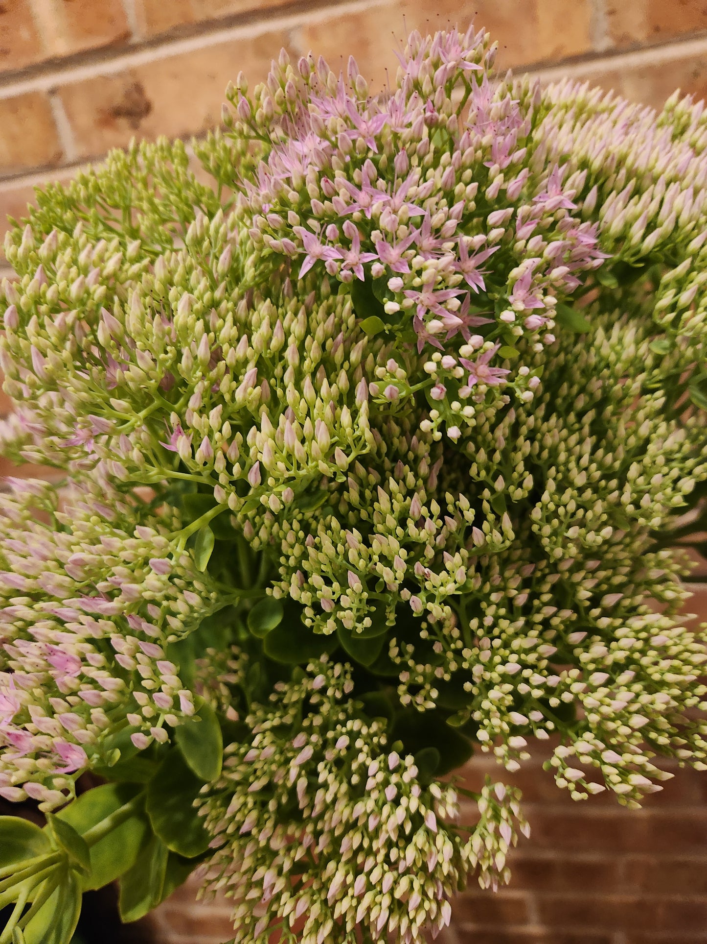 Sedum - turning to blush pink - 7 available