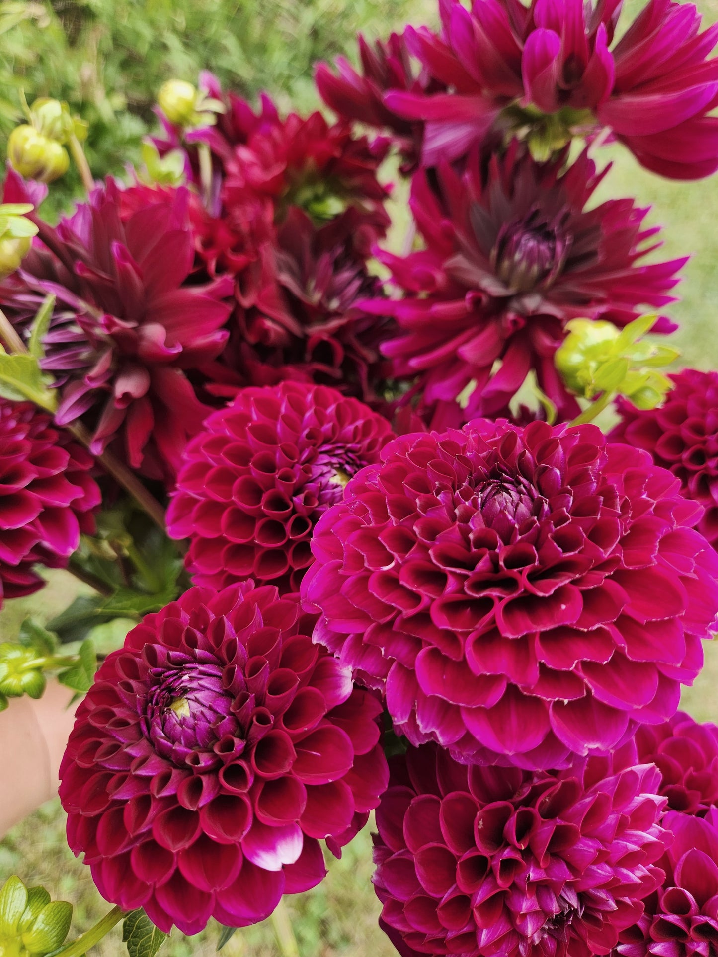 dahlia - Ivanetti - sold out this week