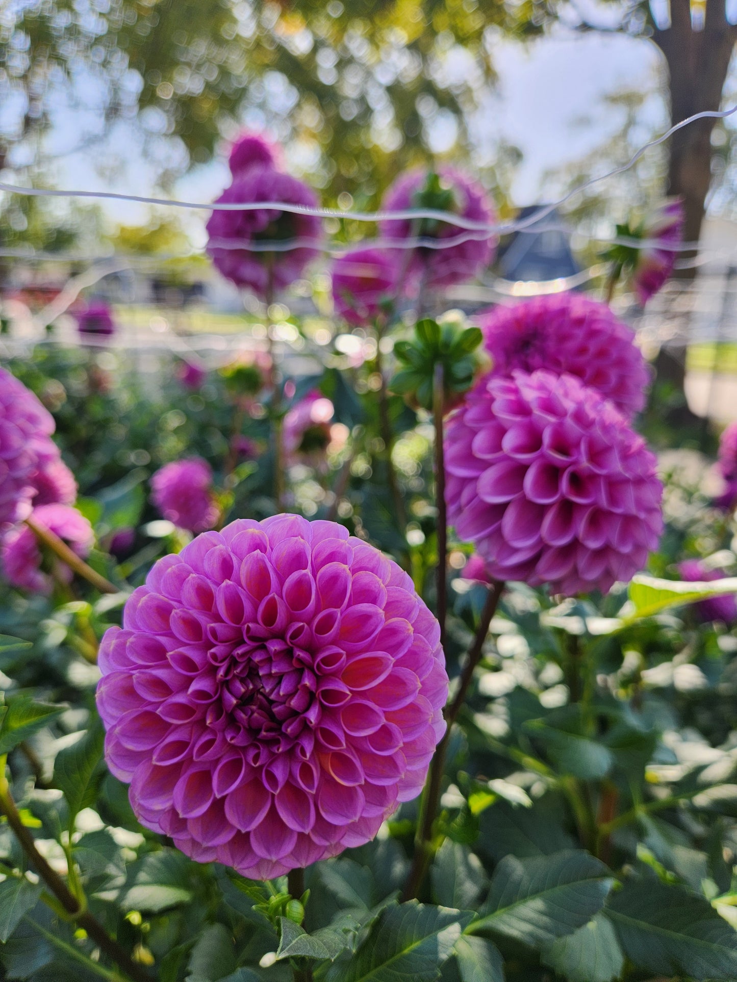dahlia - purple growers mix - 3 available