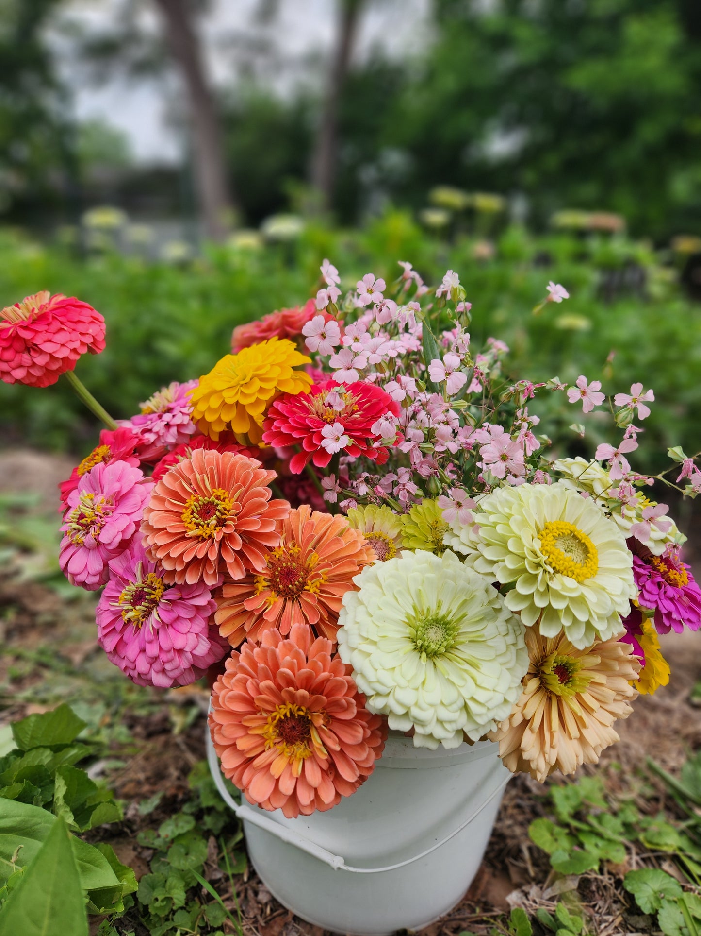 Growers Choice buckets