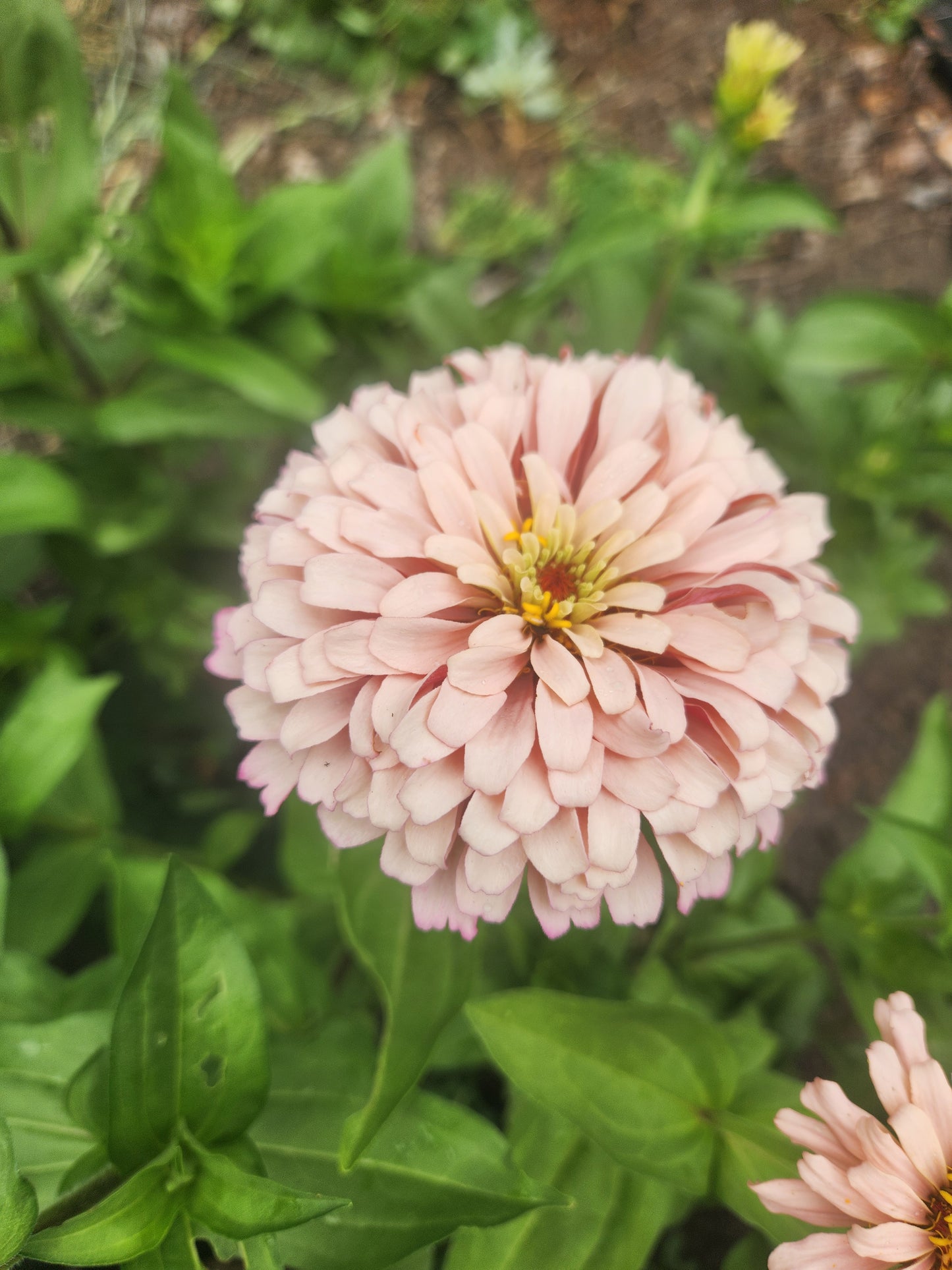 Zinnia - Ballerina Blush - sold out this week