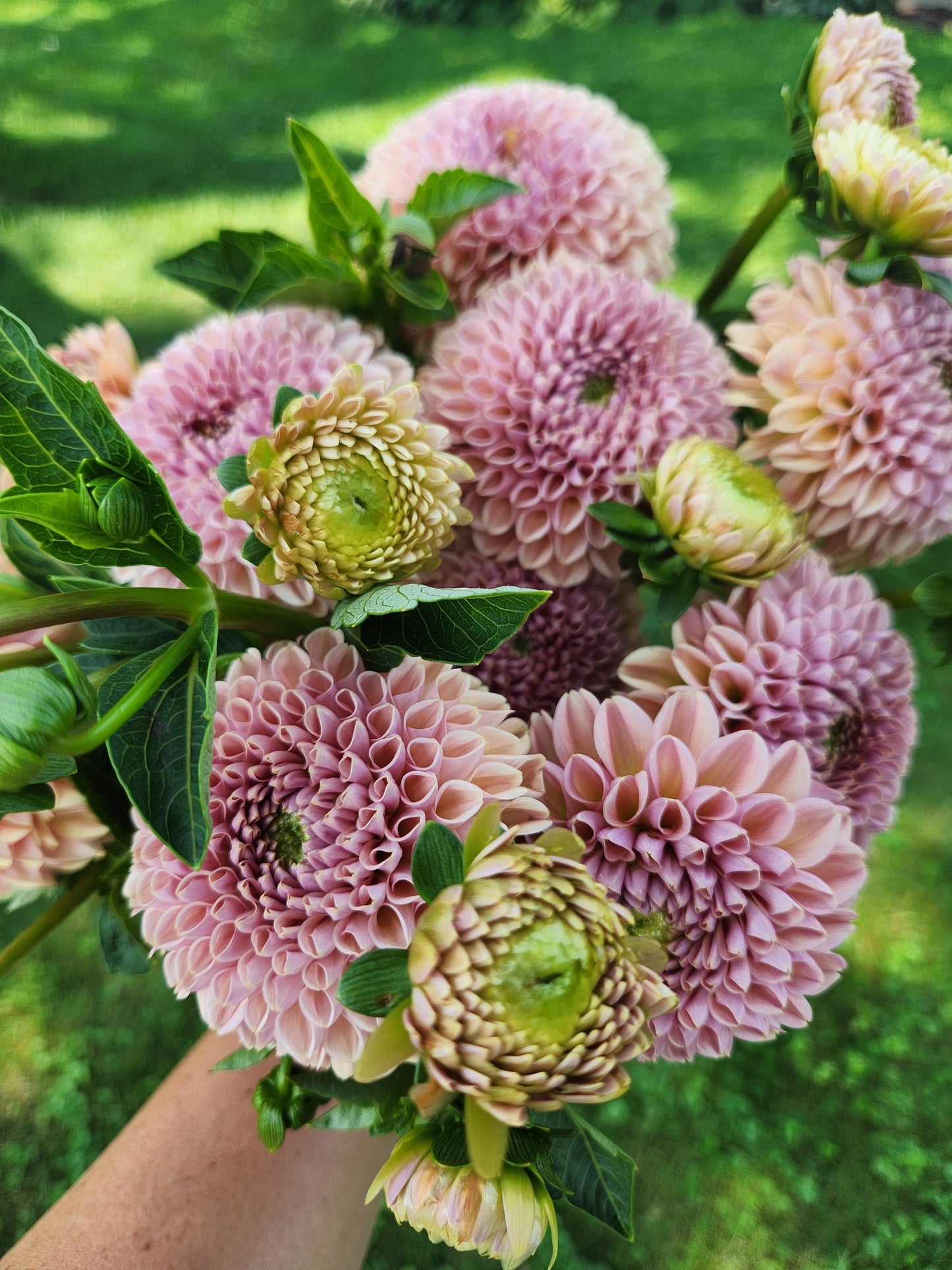 dahlia - Valley Tawny - sold out this week