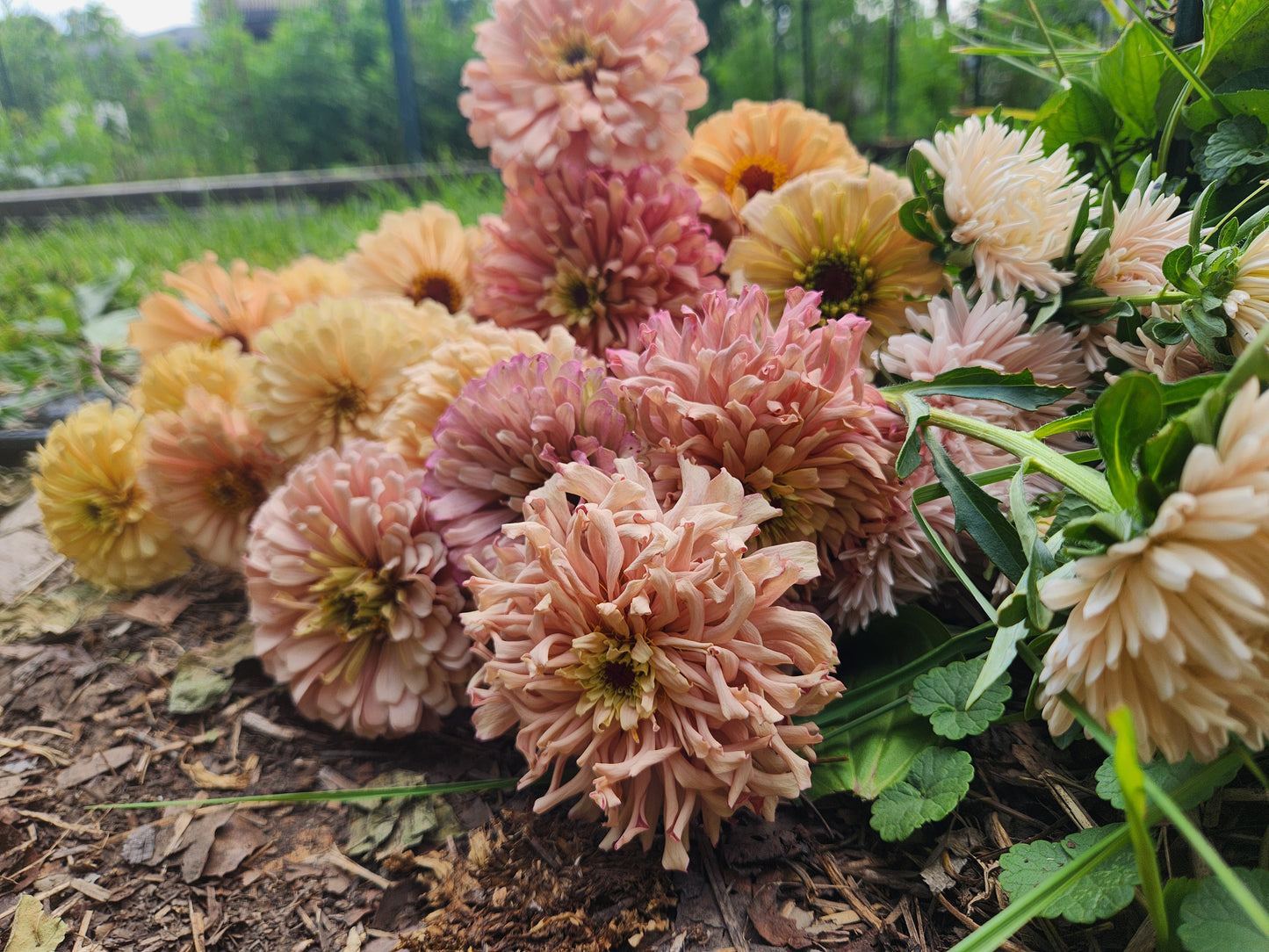 Zinnia - Ballerina Blush - sold out this week