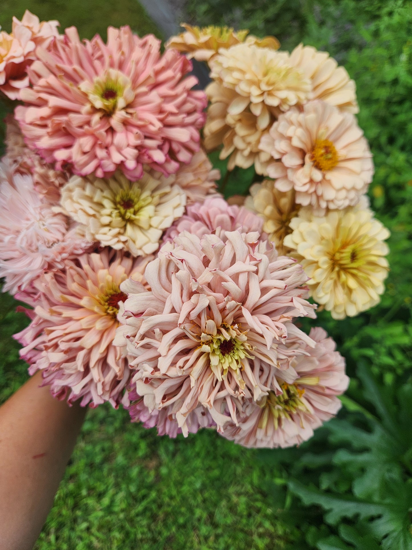 Zinnia - Ballerina Blush - sold out this week