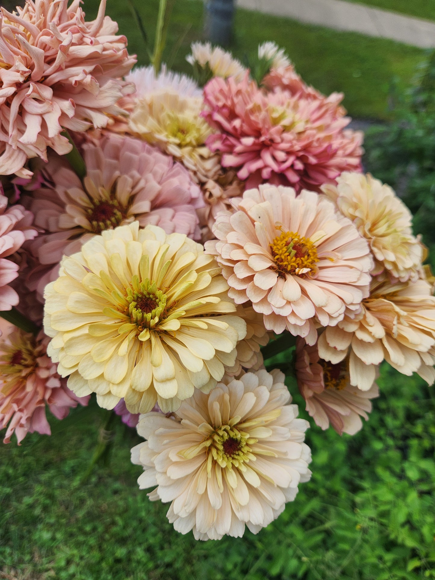 Zinnia - Ballerina Blush - sold out this week