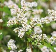 buckwheat blooms - 20 available