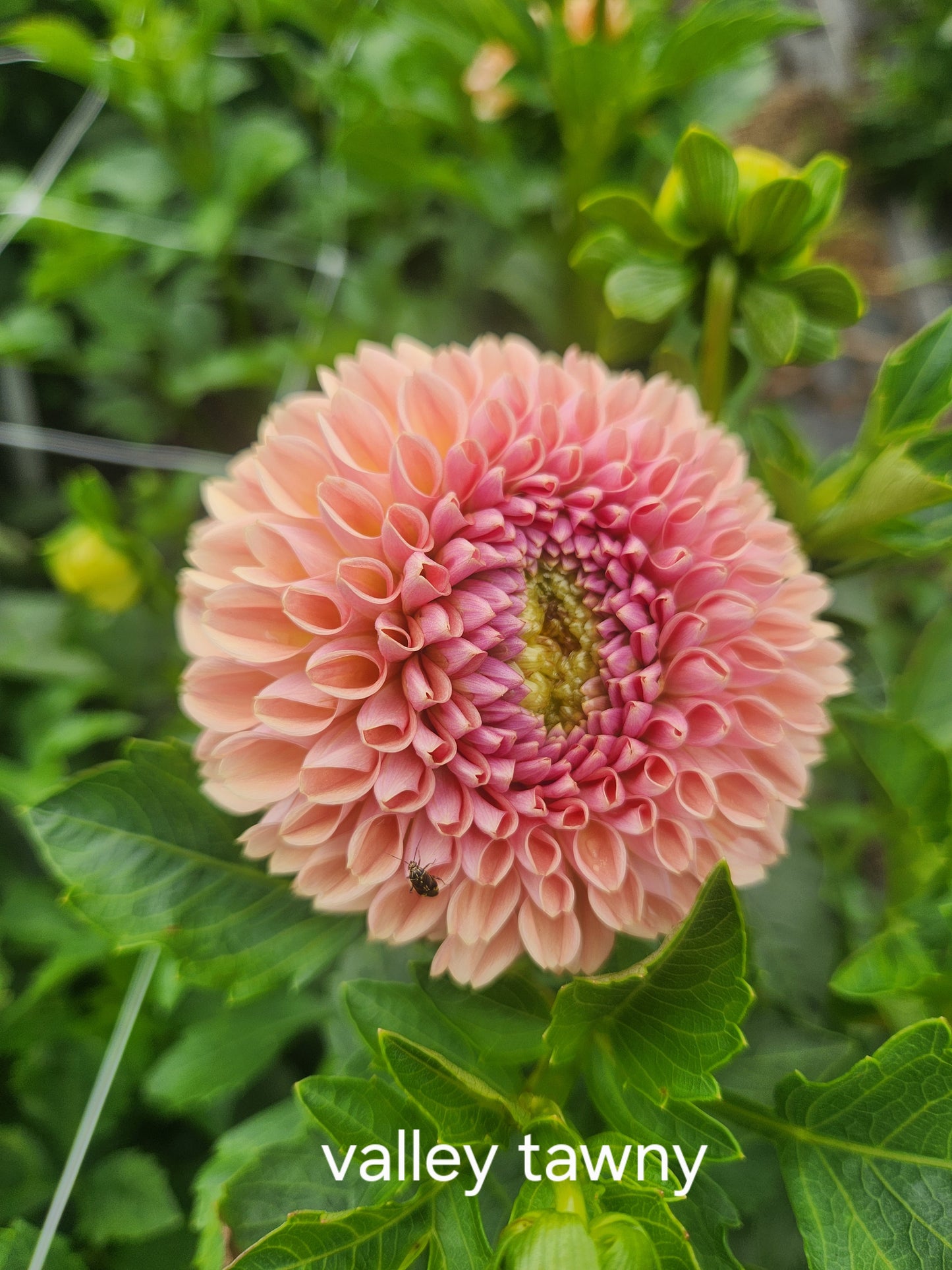 dahlia - Valley Tawny - sold out this week