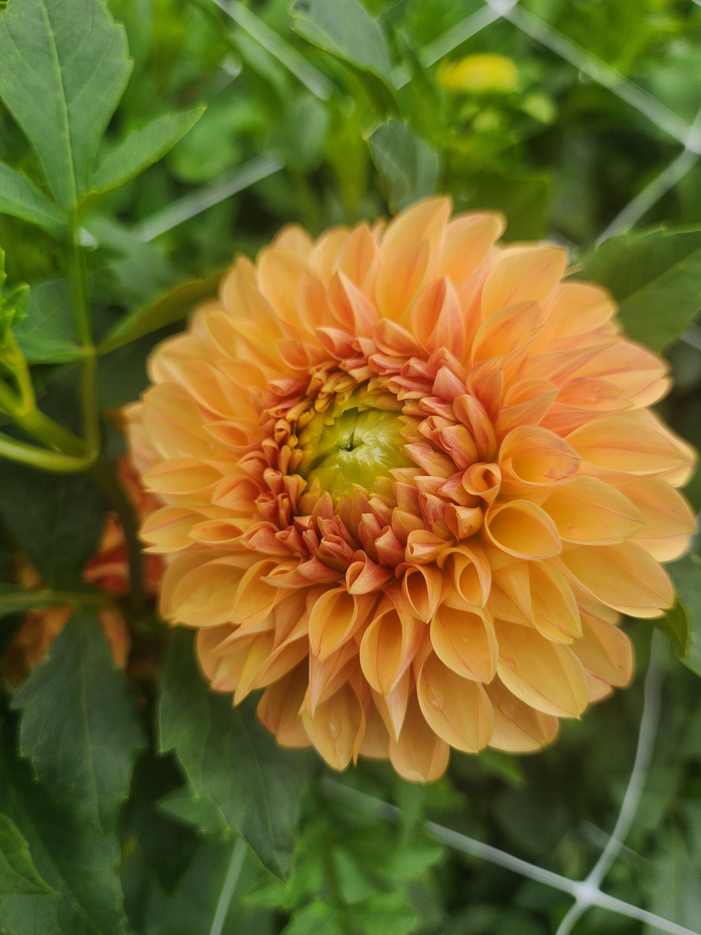 dahlia - Darcy - sold out this week