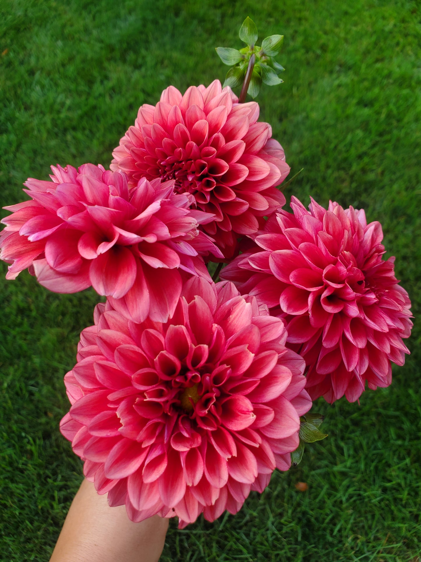 dahlia - raspberry mix - sold out this week