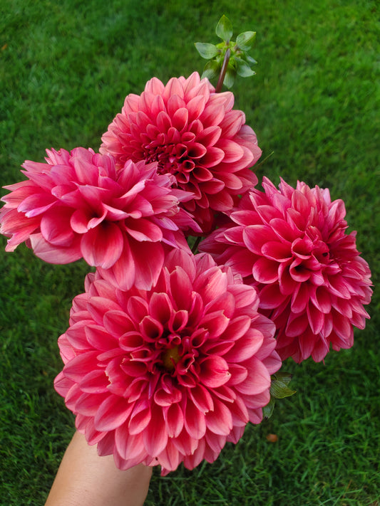 dahlia - raspberry mix - sold out this week