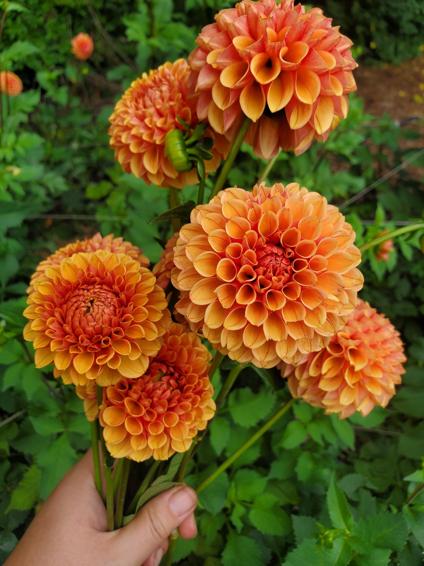 dahlia - burnt orange ball mix - 1 available