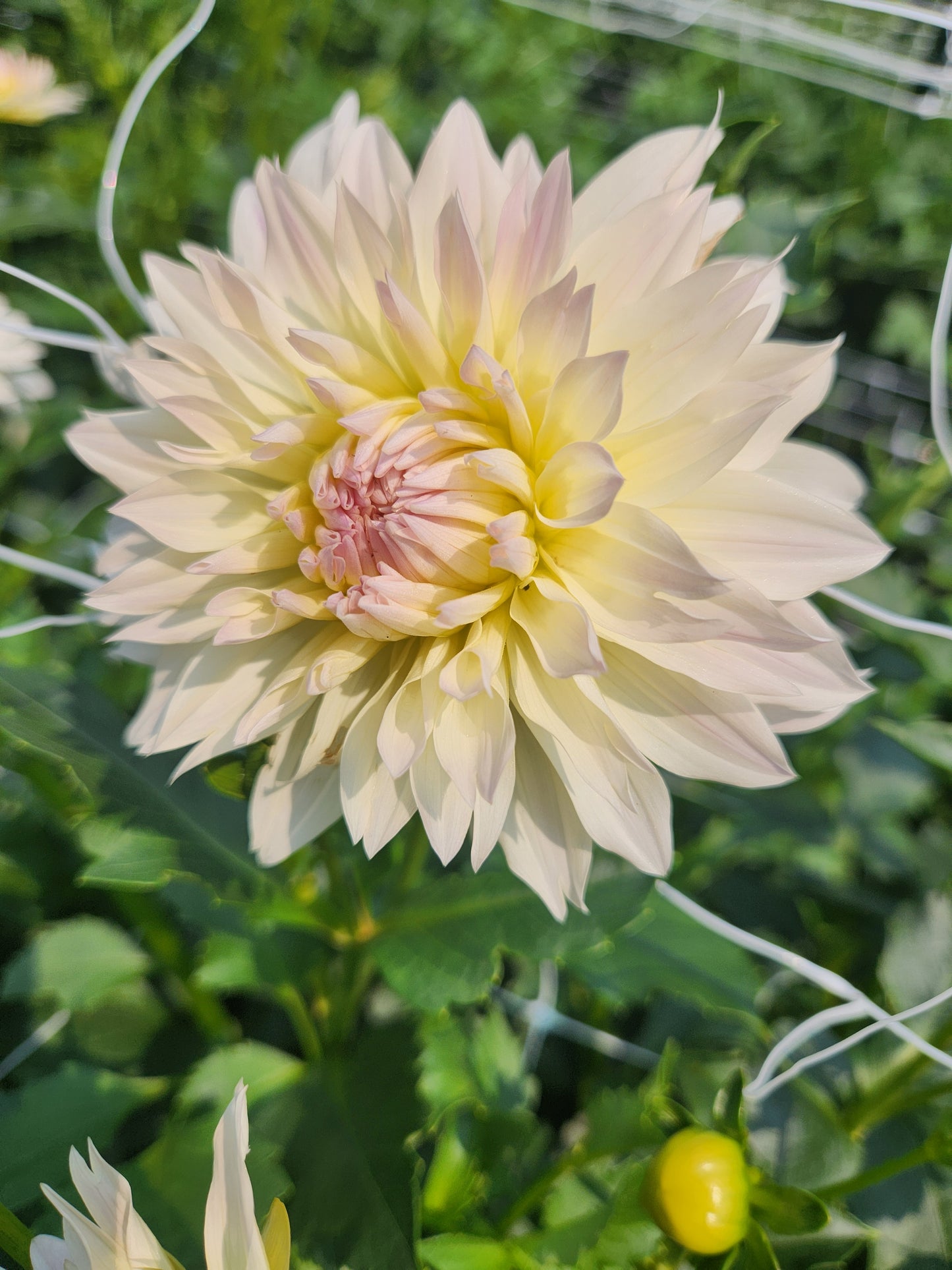 dahlia - Tahoma Early Dawn - sold out this week