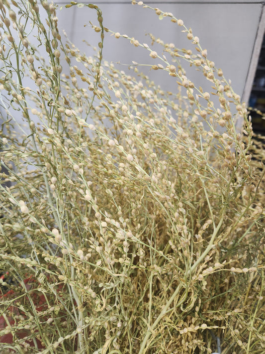 persian cress - dried - 6 available