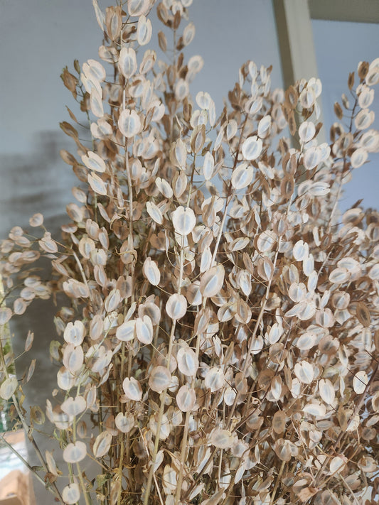 pennycress - dried - 10 available