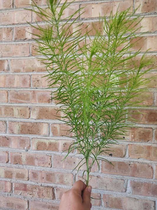 Amsonia foliage - 4 available