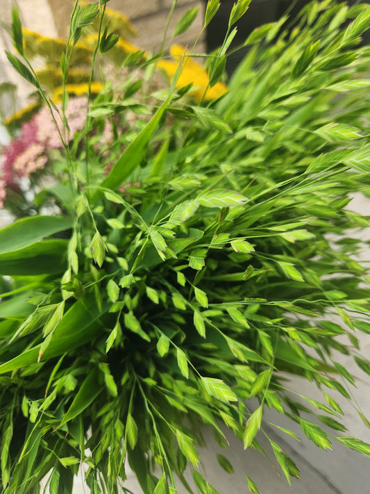 Sea Oats - green - 3 available