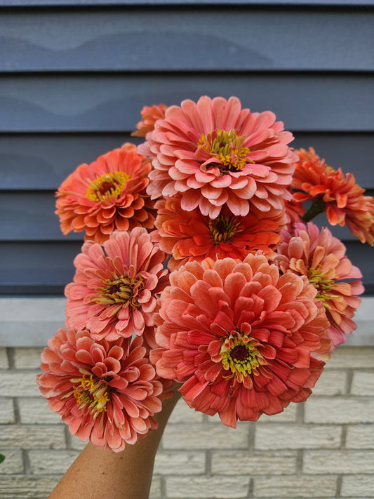 Zinnia - Benary salmon - sold out this week